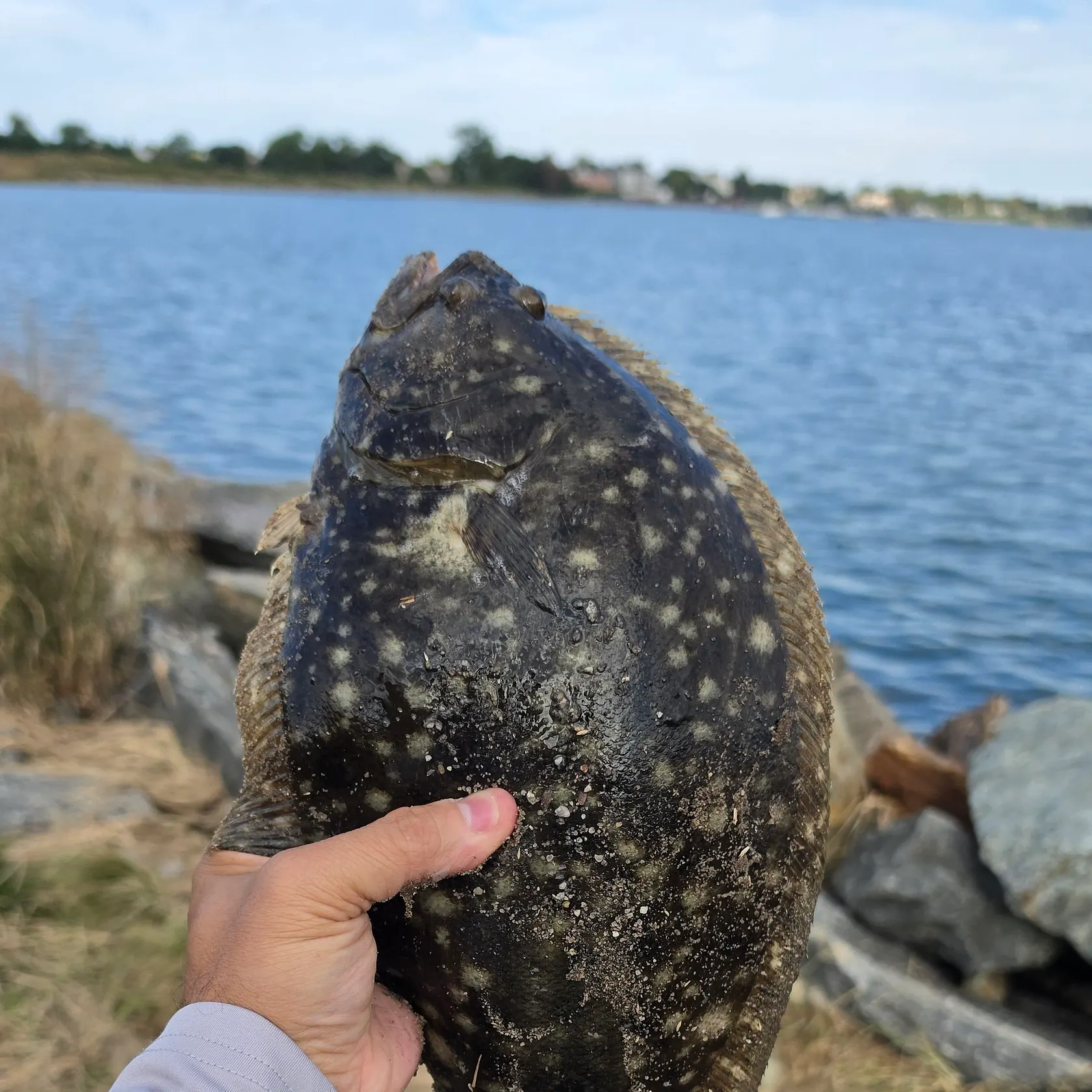 Summer flounder caught on Fishbrain