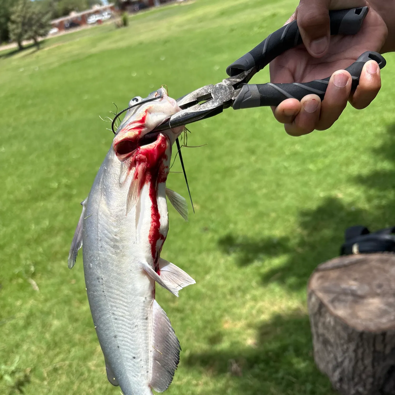 catch