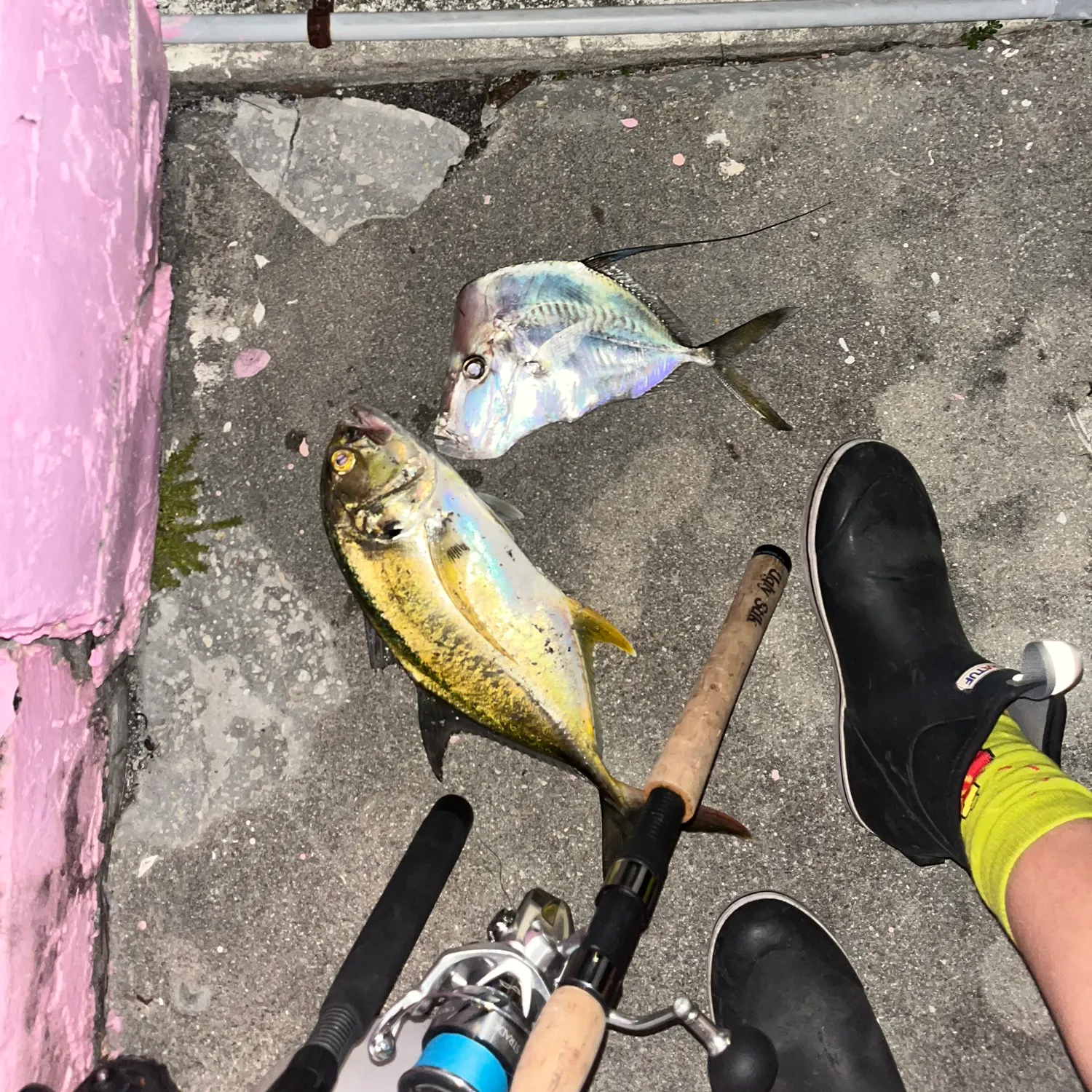 The most recent Lookdown catches on Fishbrain