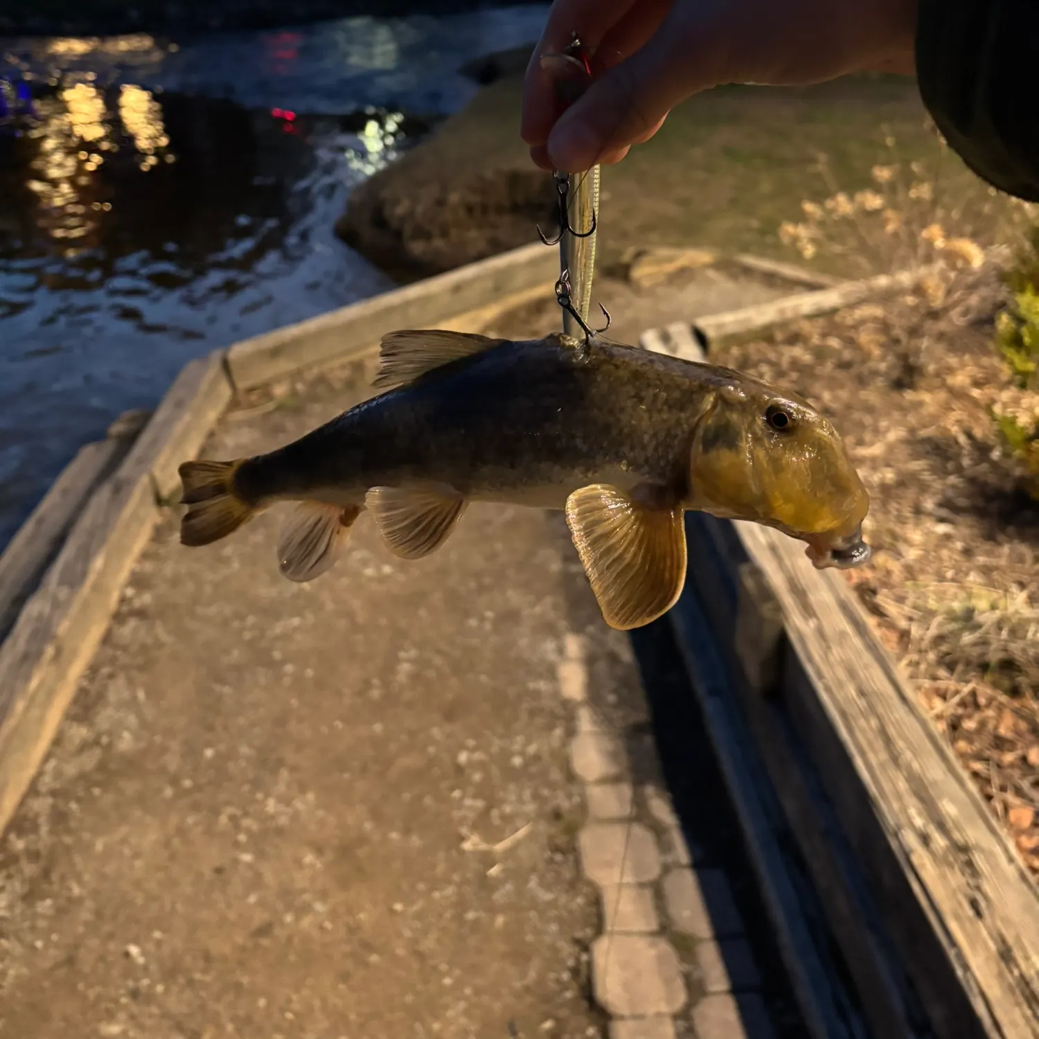 The most recent Northern hogsucker catches on Fishbrain