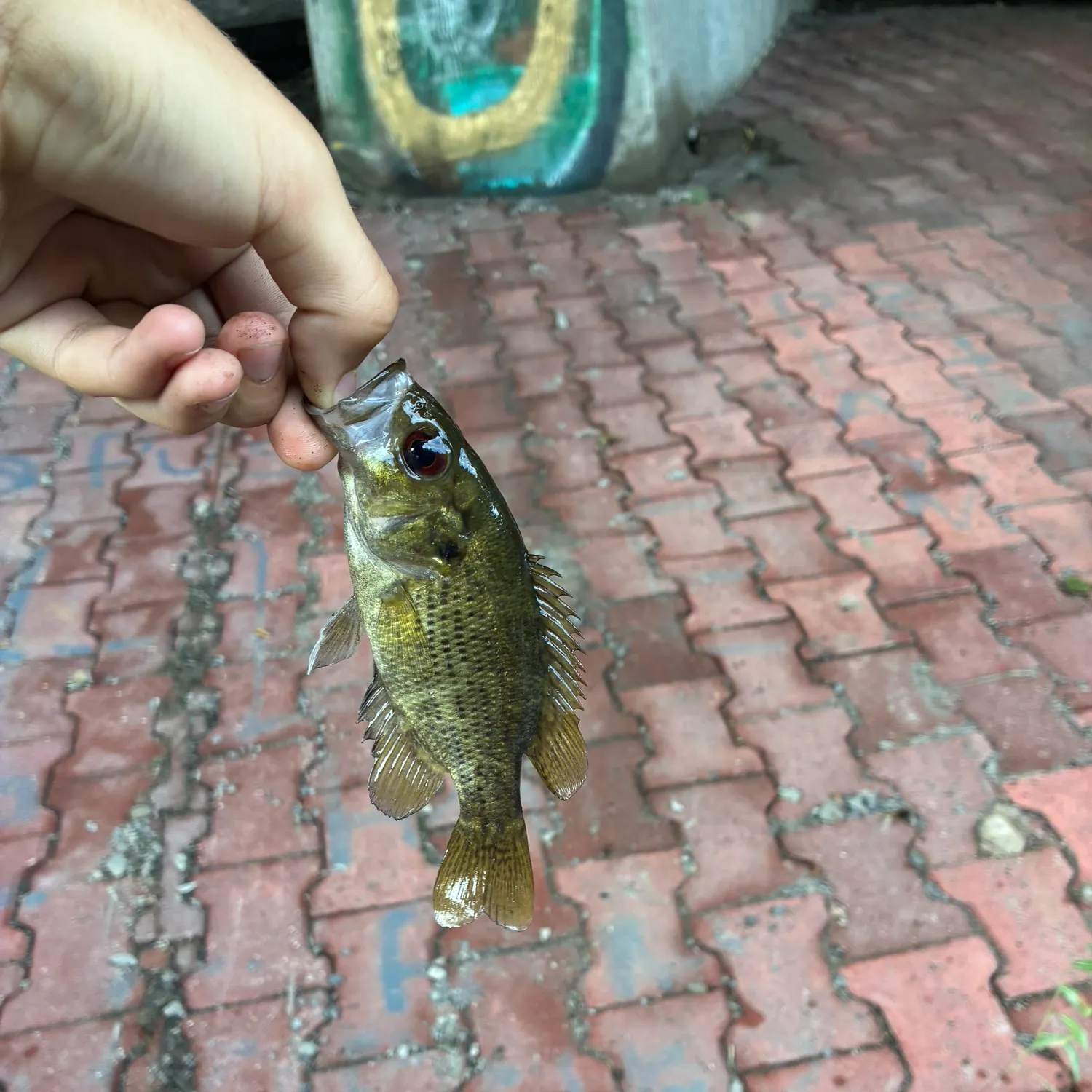 Rock bass caught on Fishbrain