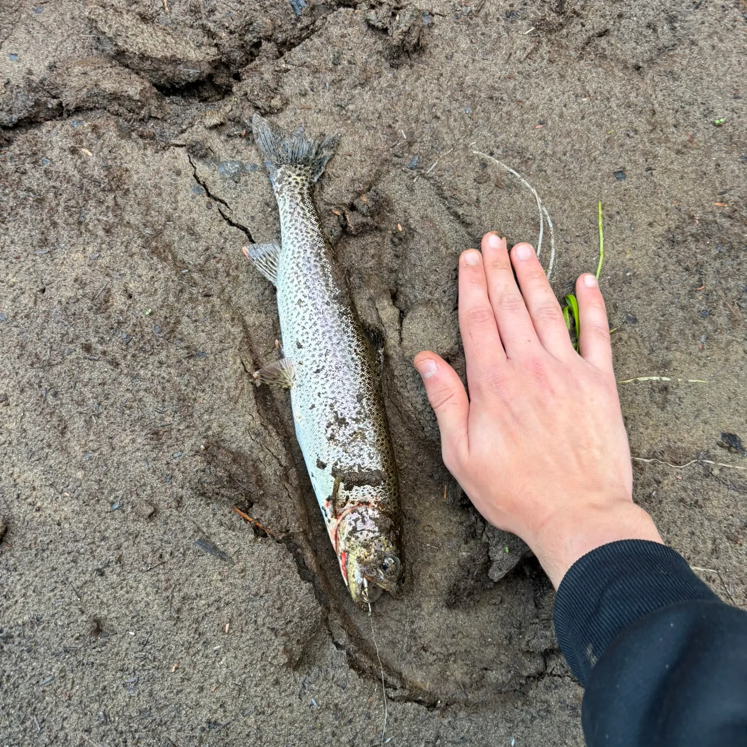 Coastal cutthroat trout caught on Fishbrain