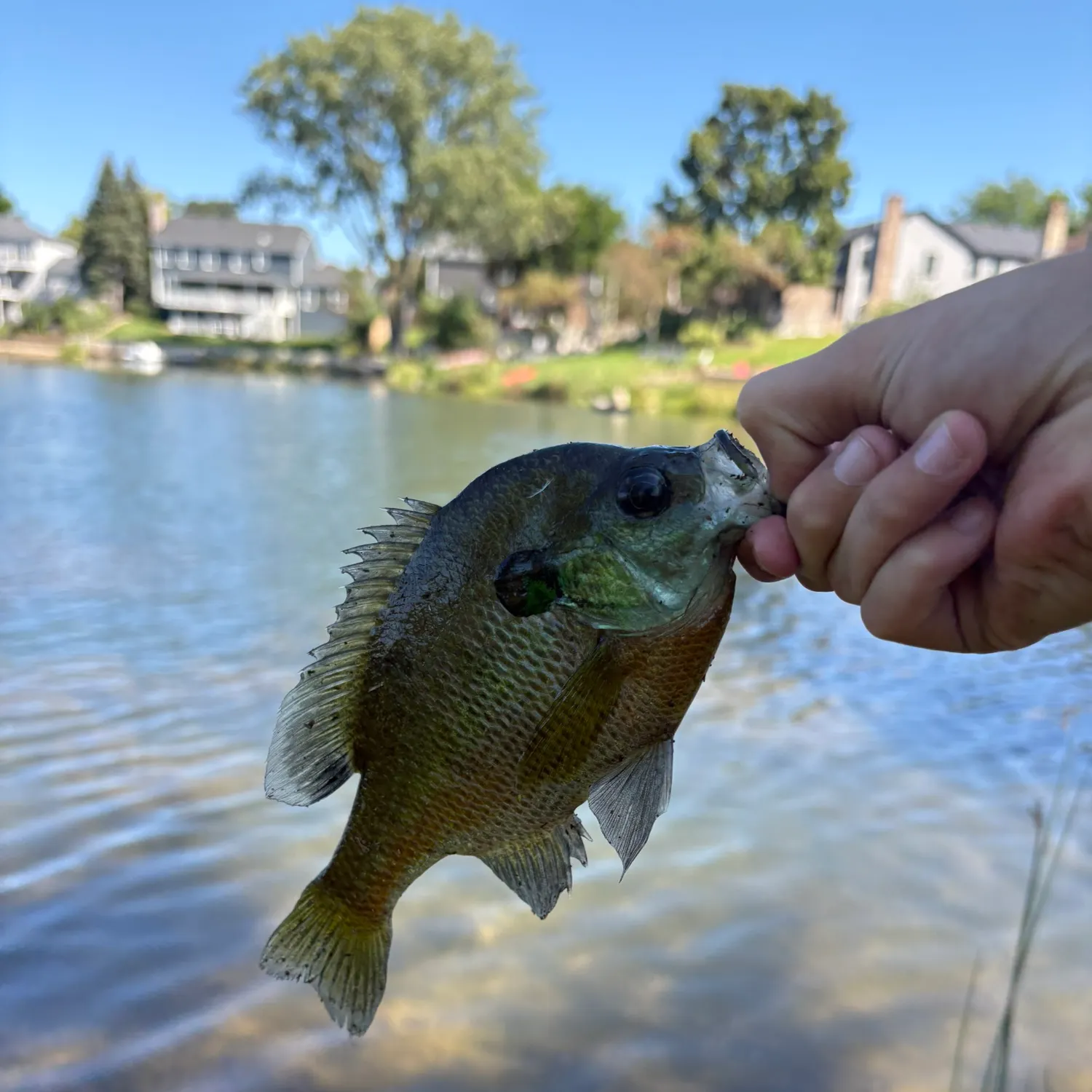 Bluegill caught on Fishbrain