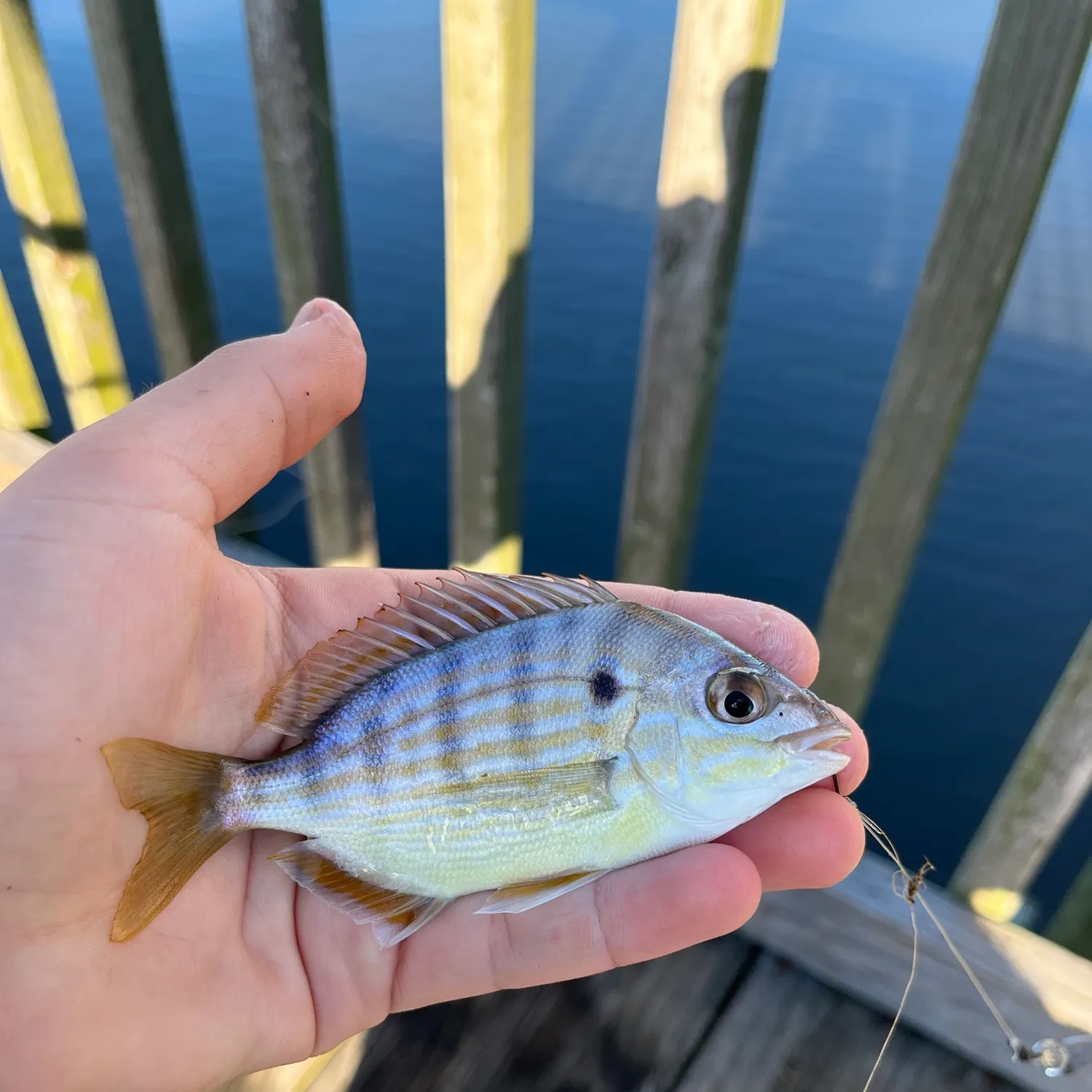 Pinfish caught on Fishbrain