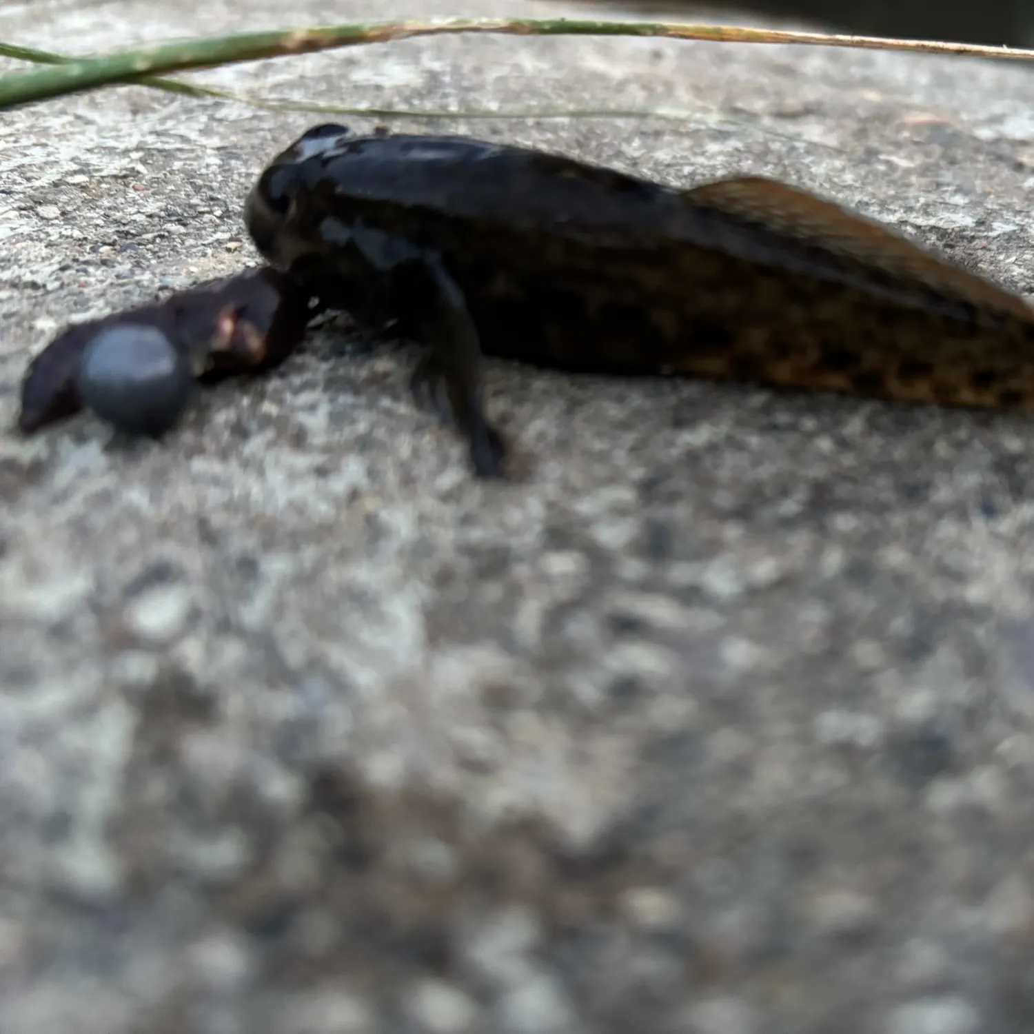 Round goby caught on Fishbrain