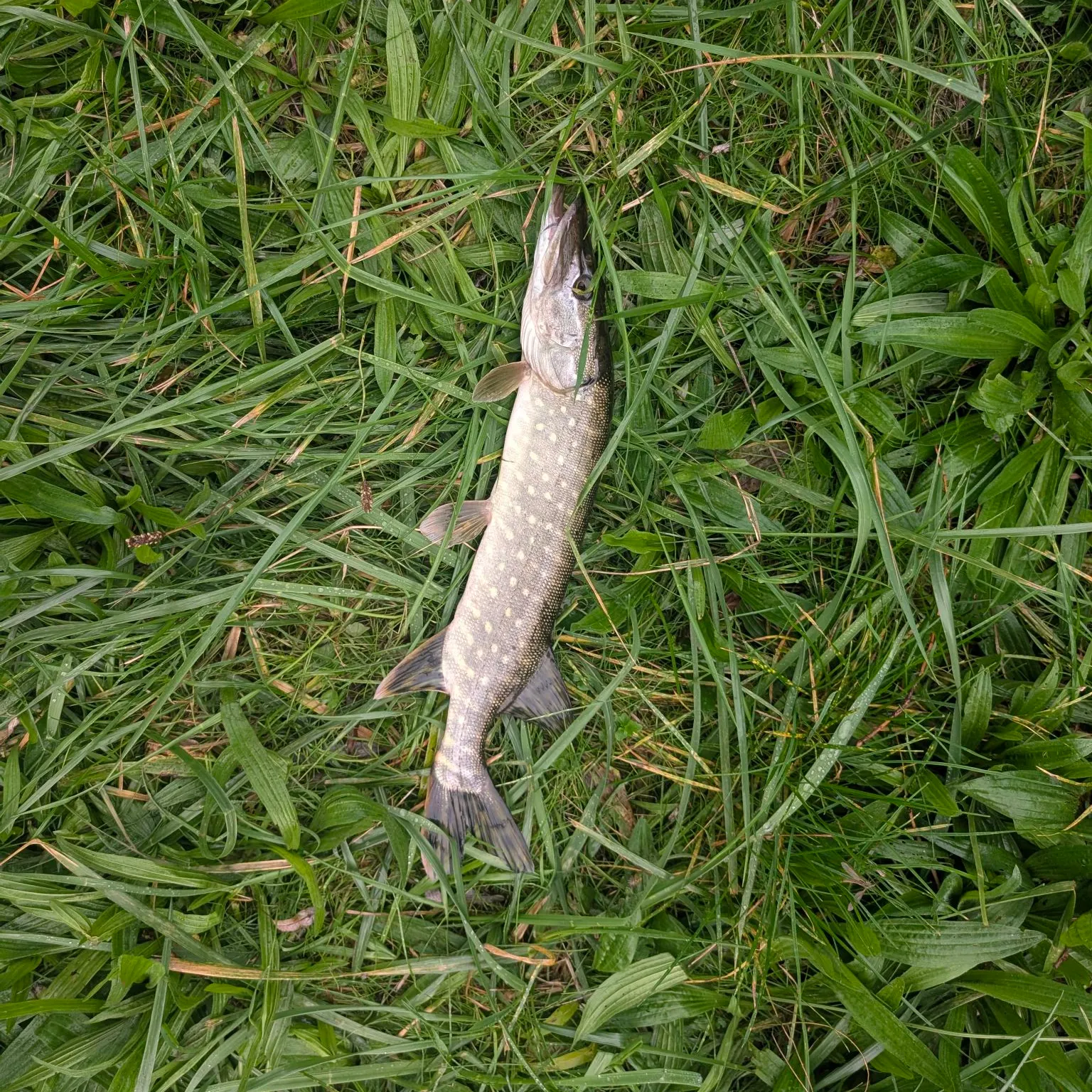 Northern pike caught on Fishbrain