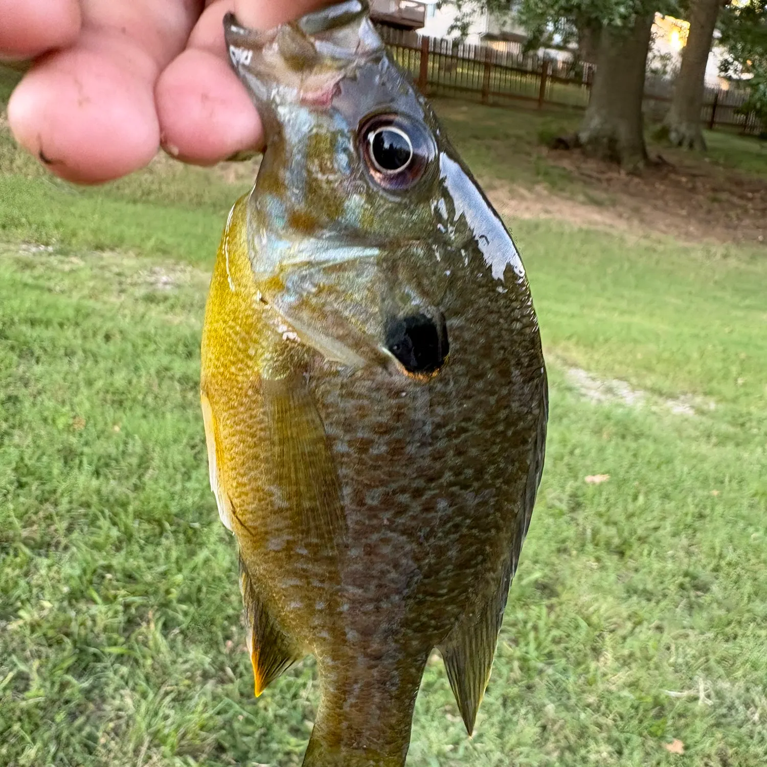 Bluegill caught on Fishbrain