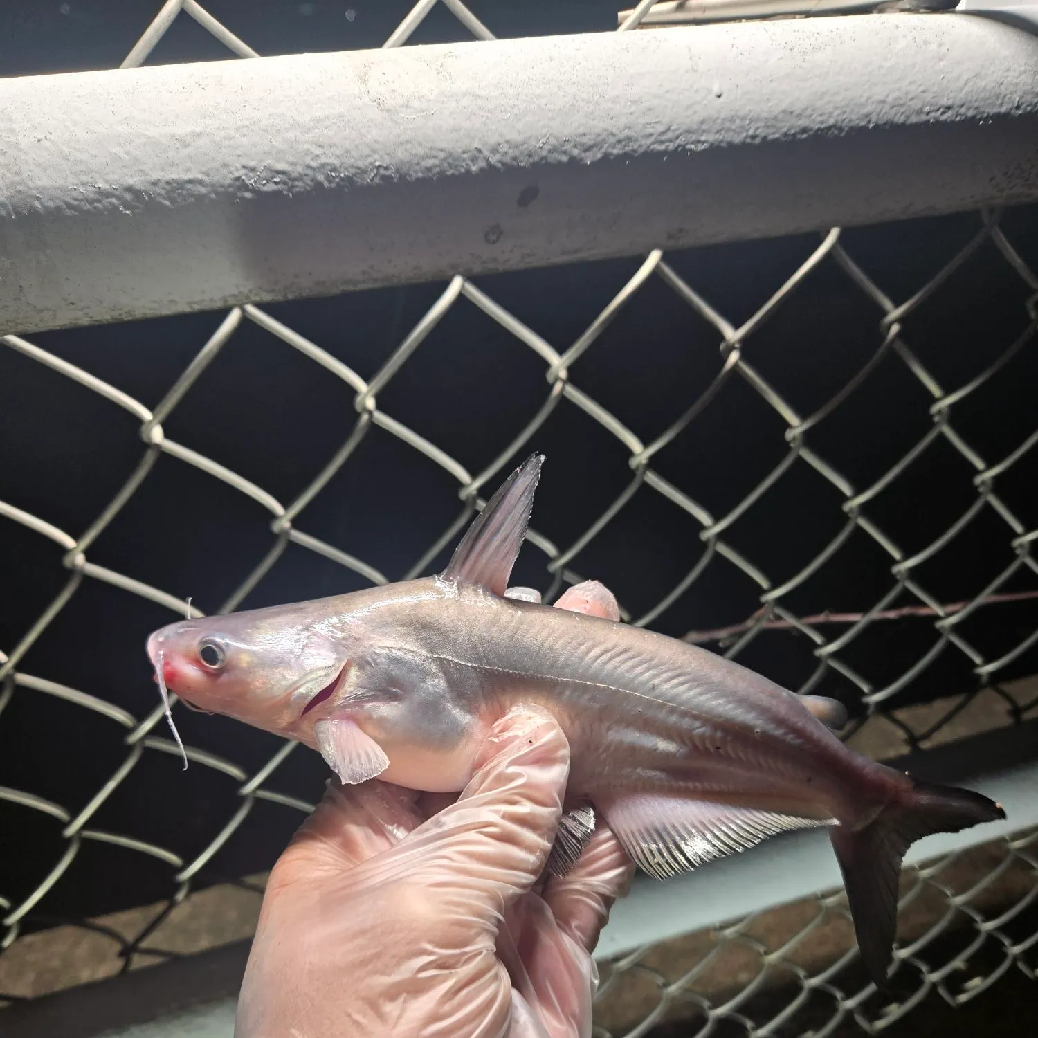 Channel catfish caught on Fishbrain