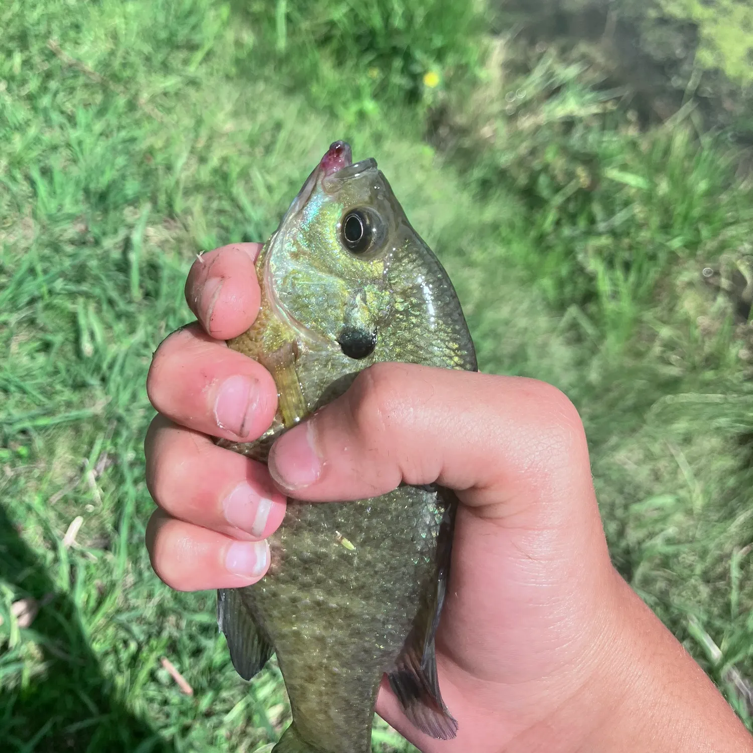 catch
