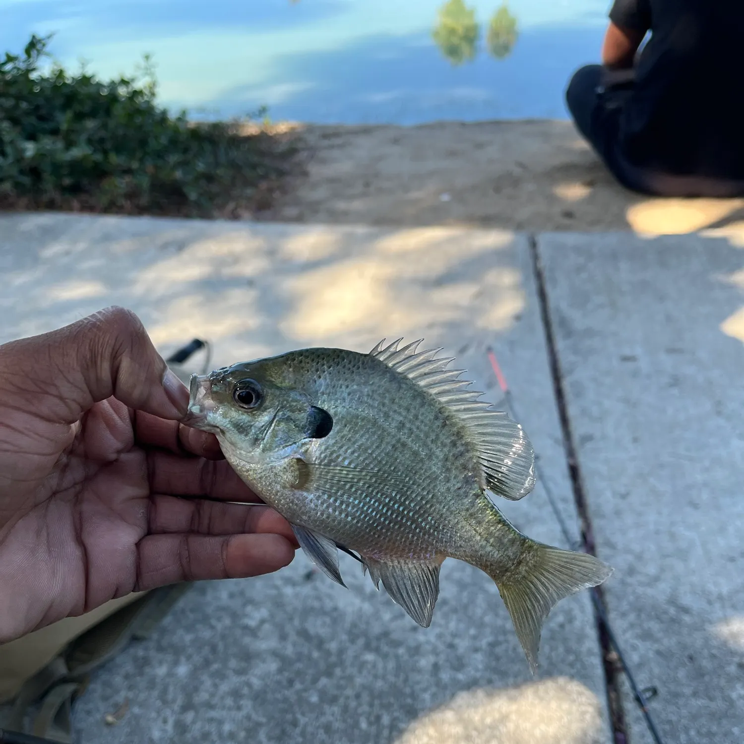 Bluegill caught on Fishbrain