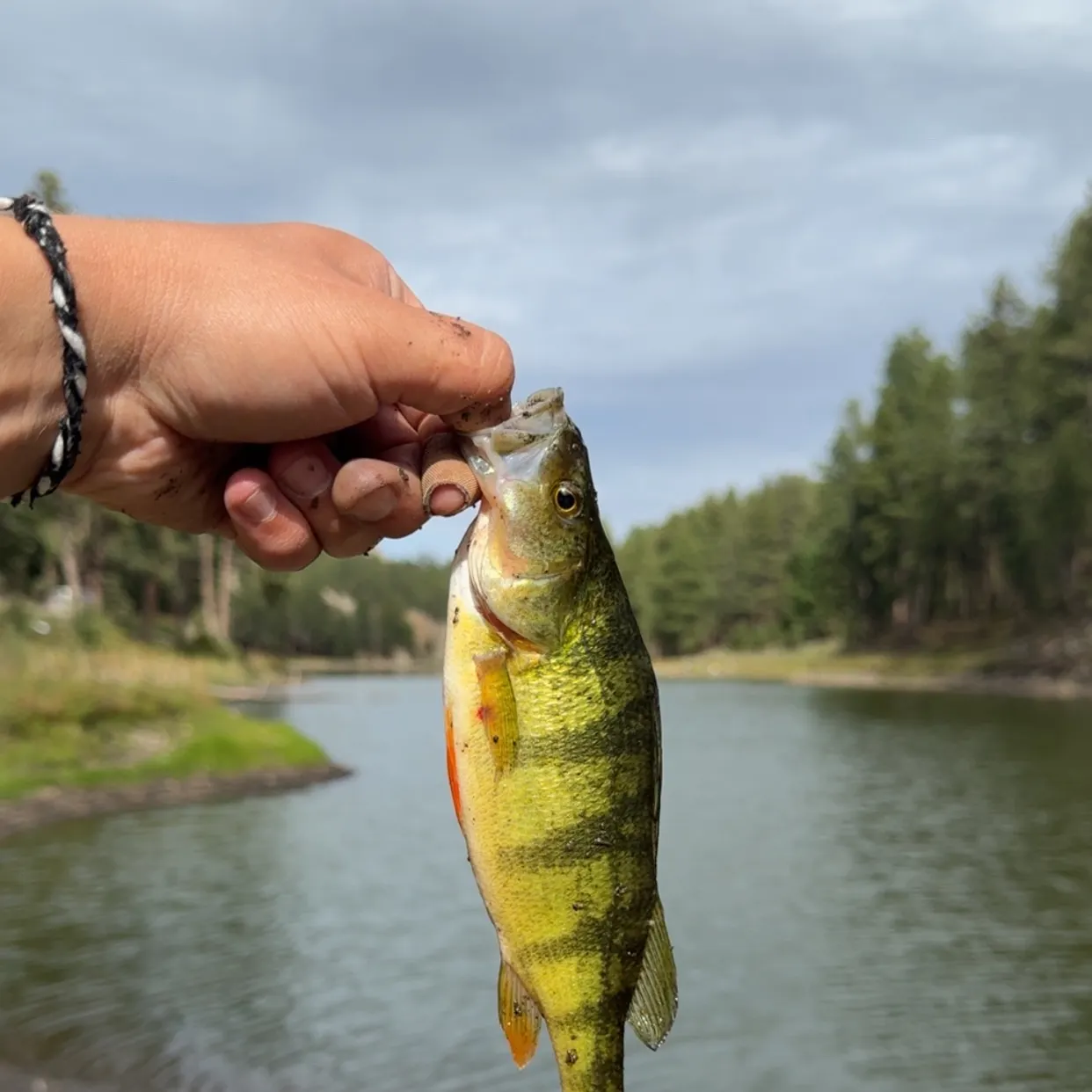 Yellow perch caught on Fishbrain