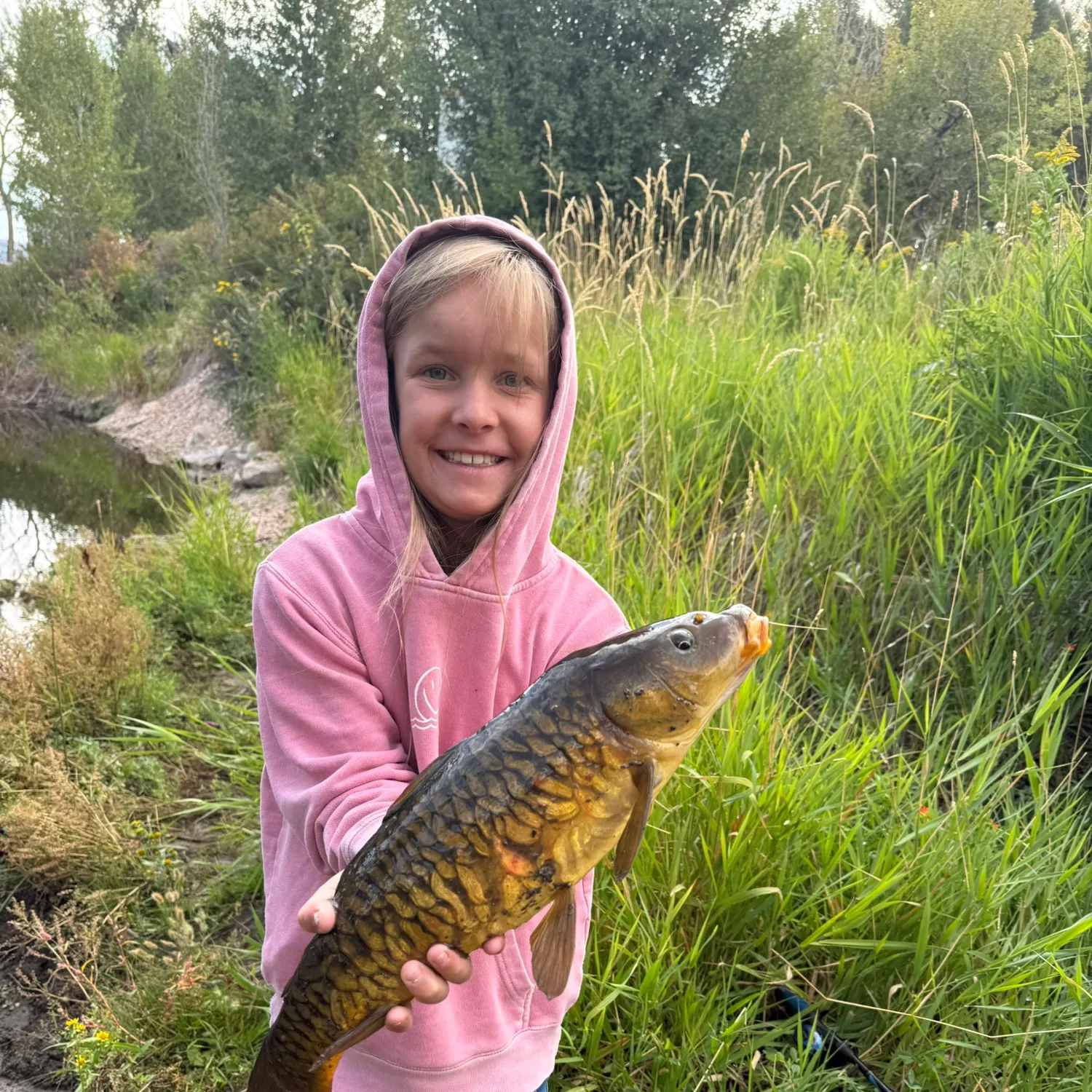 Mirror carp caught on Fishbrain