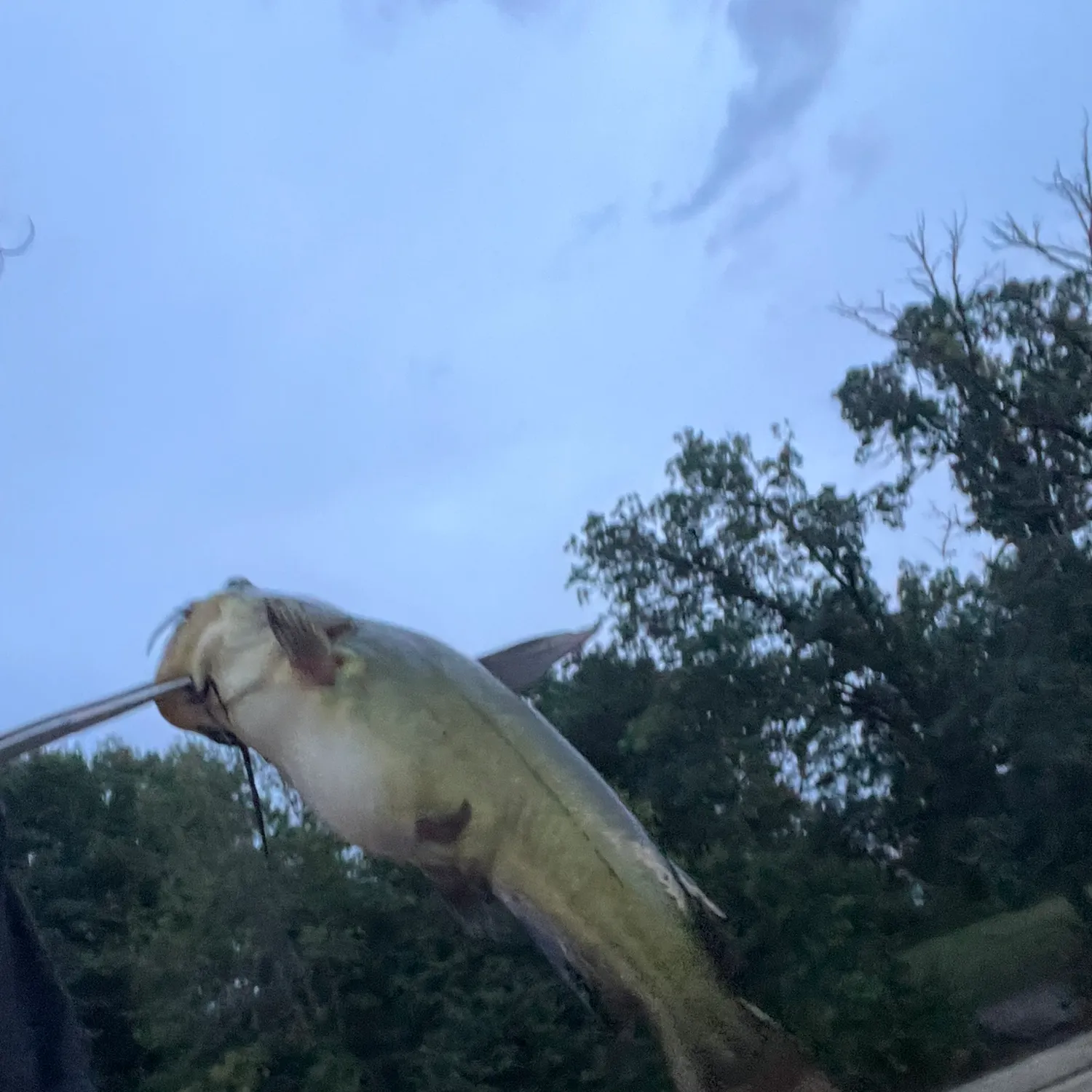 Black bullhead caught on Fishbrain