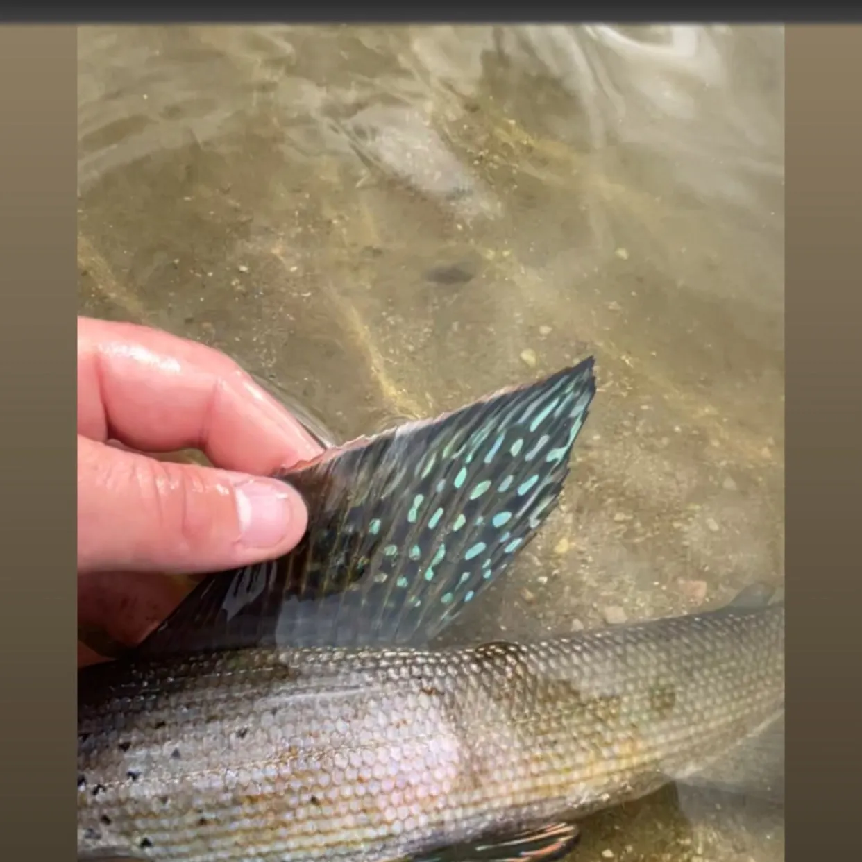 Arctic grayling caught on Fishbrain