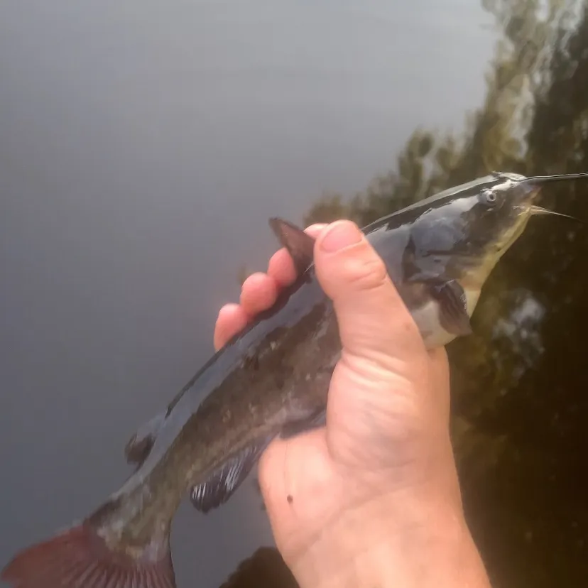 Black bullhead caught on Fishbrain