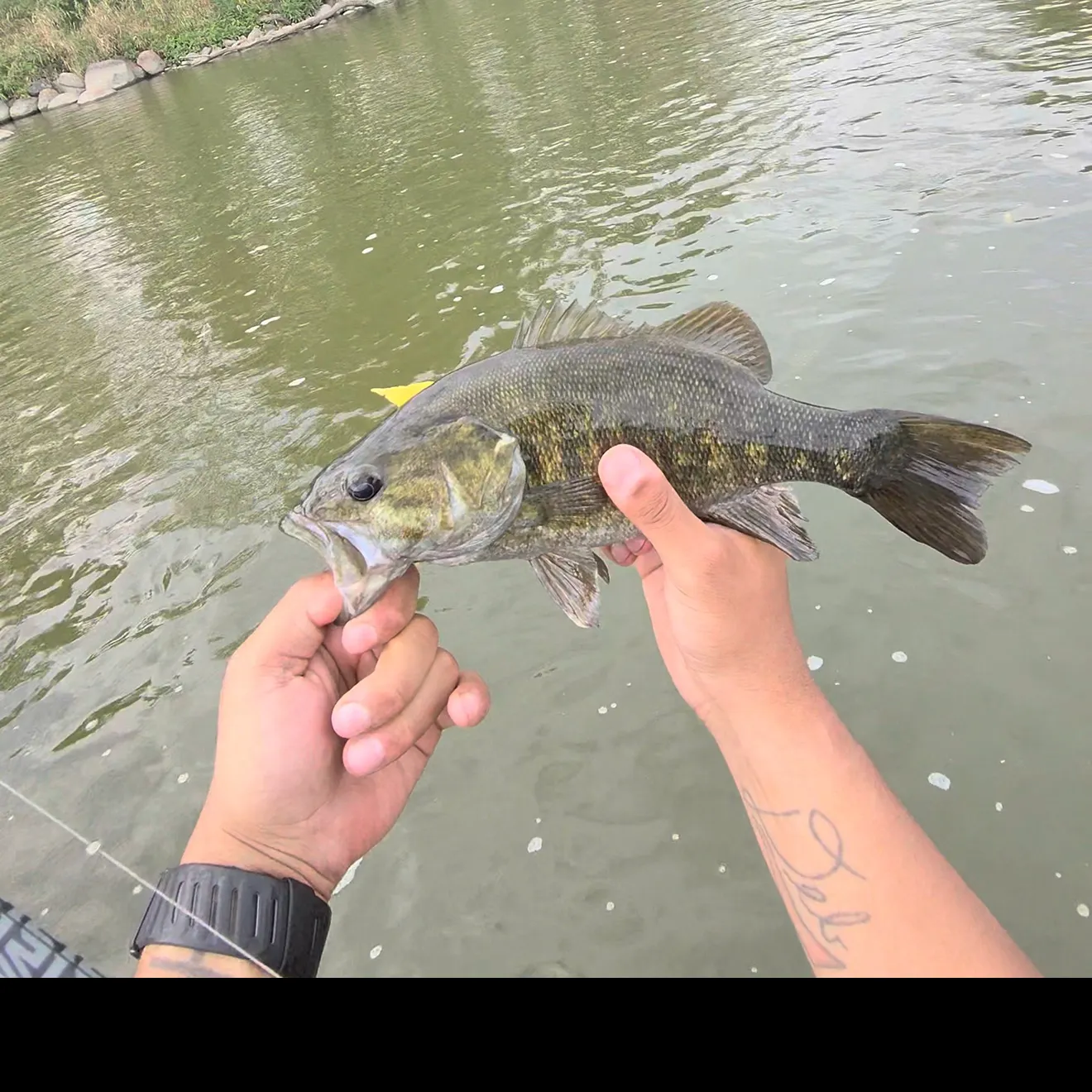 Smallmouth bass caught on Fishbrain