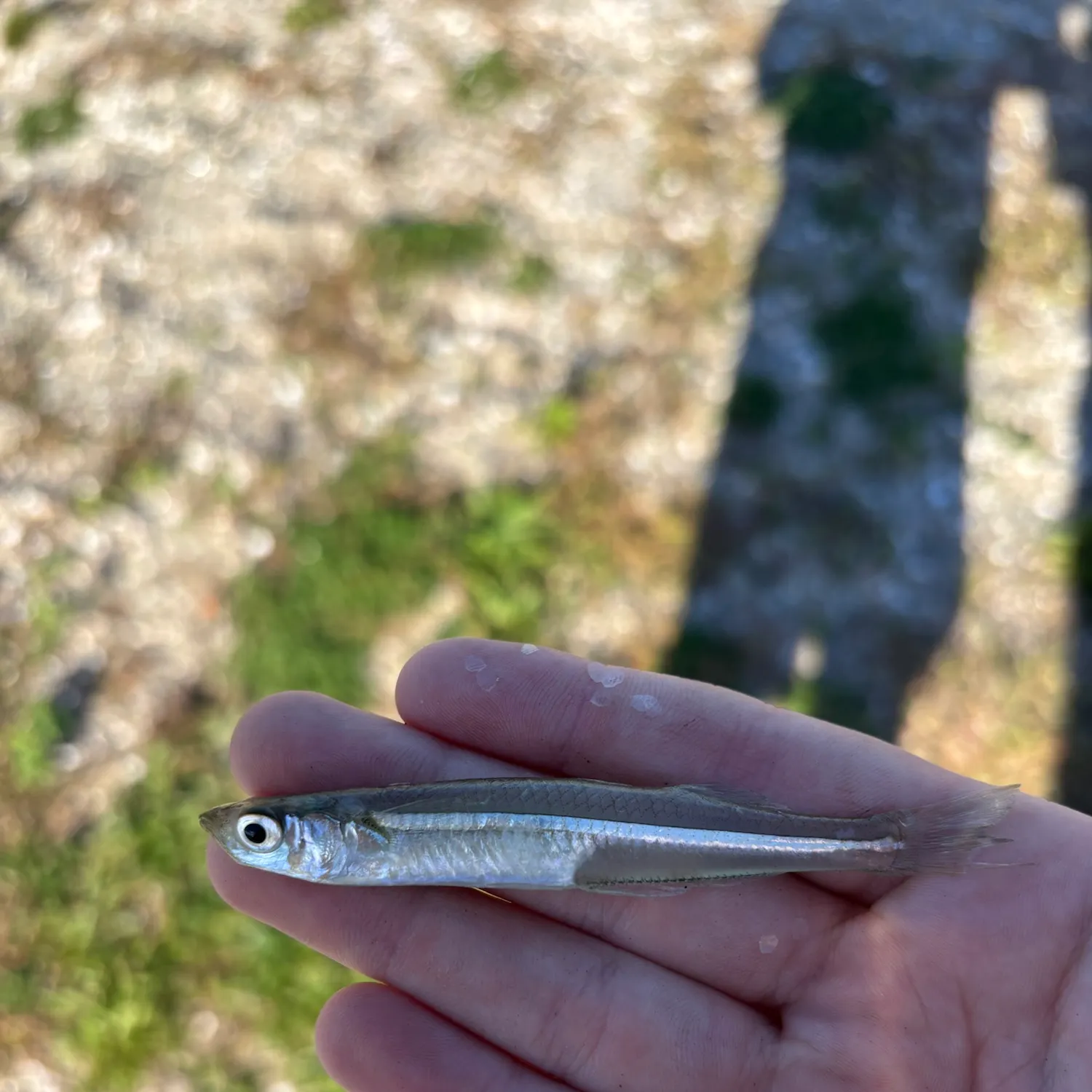 Atlantic silverside caught on Fishbrain