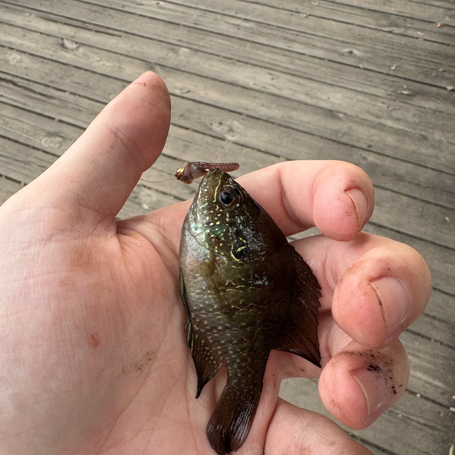 The most recent Banded sunfish catches on Fishbrain