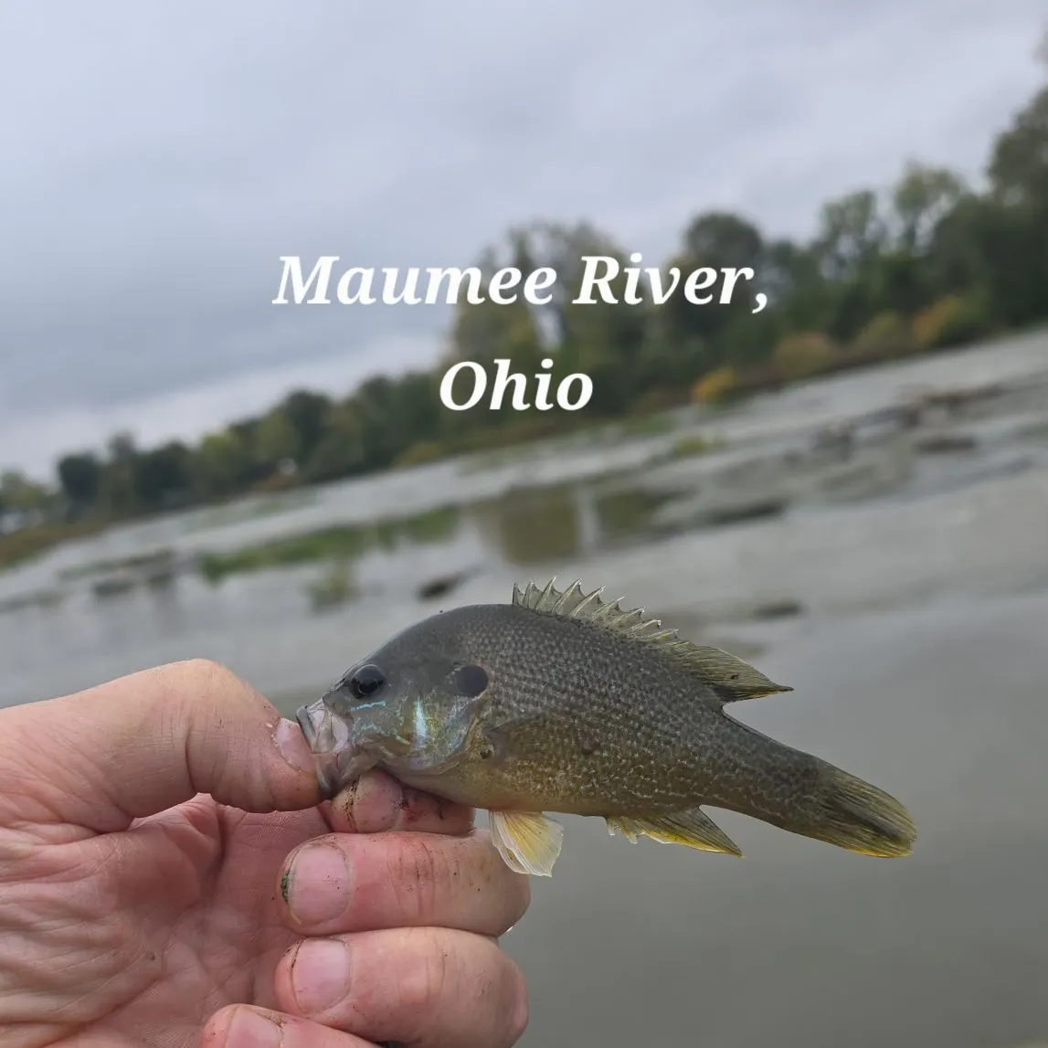 Green sunfish caught on Fishbrain