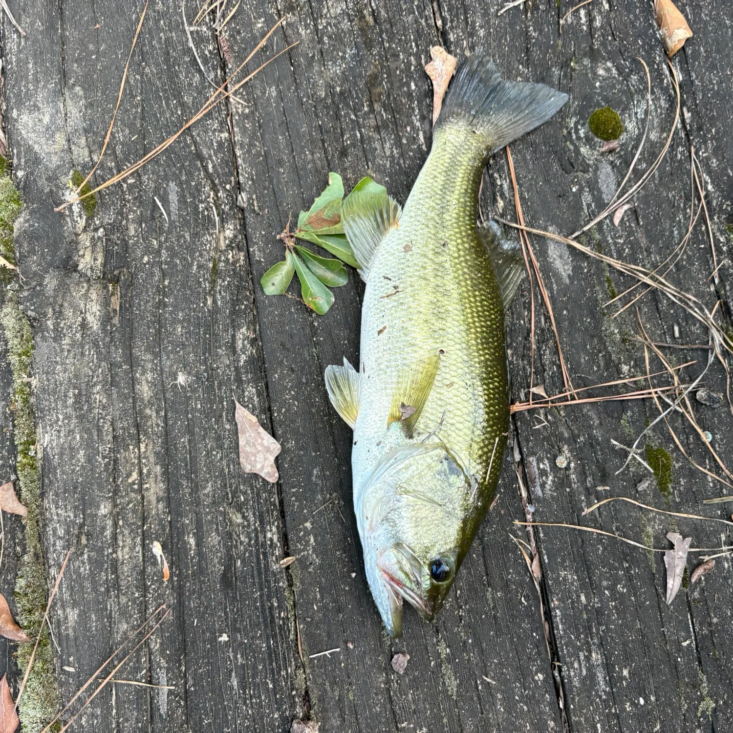 The most recent Alabama bass catches on Fishbrain