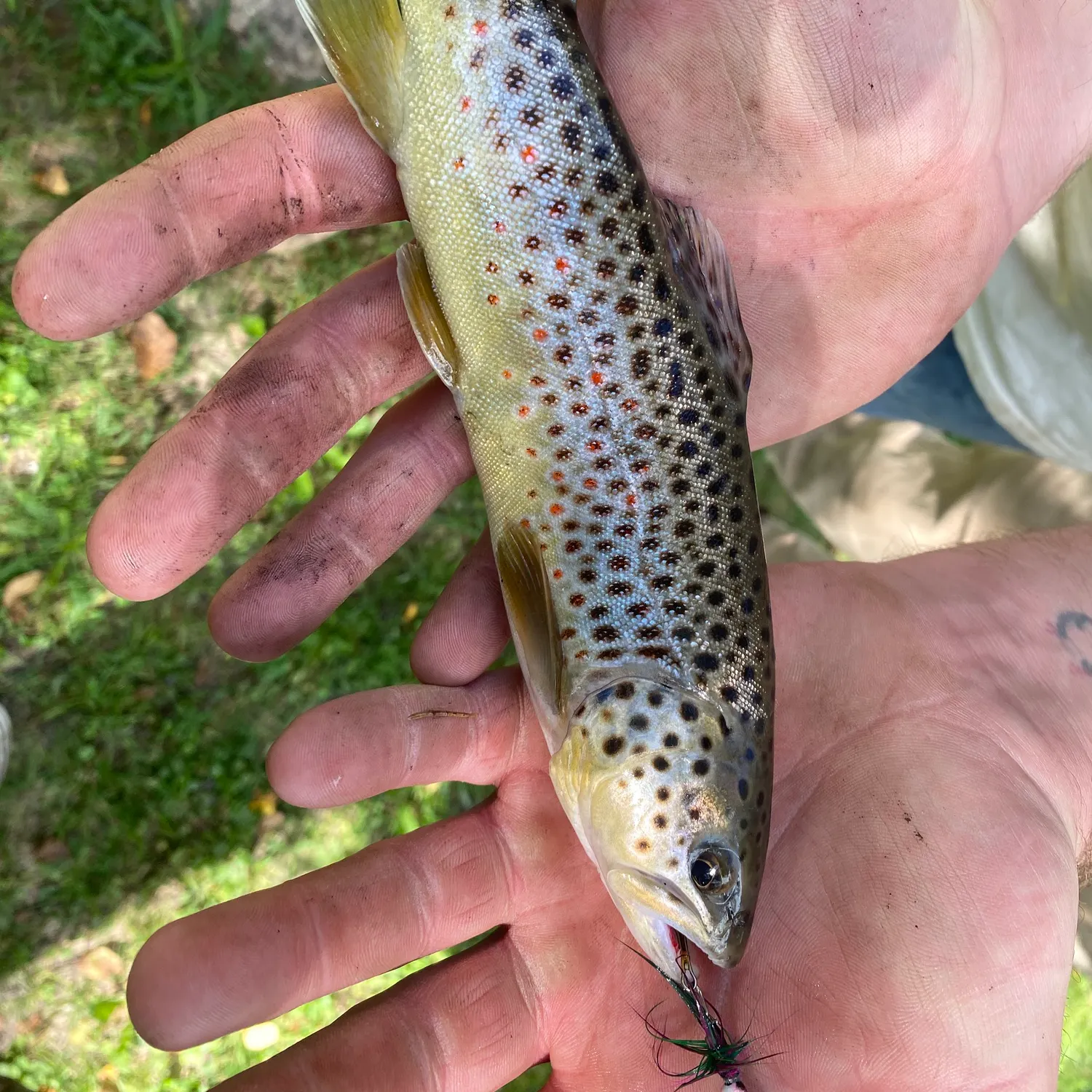 Brown trout caught on Fishbrain