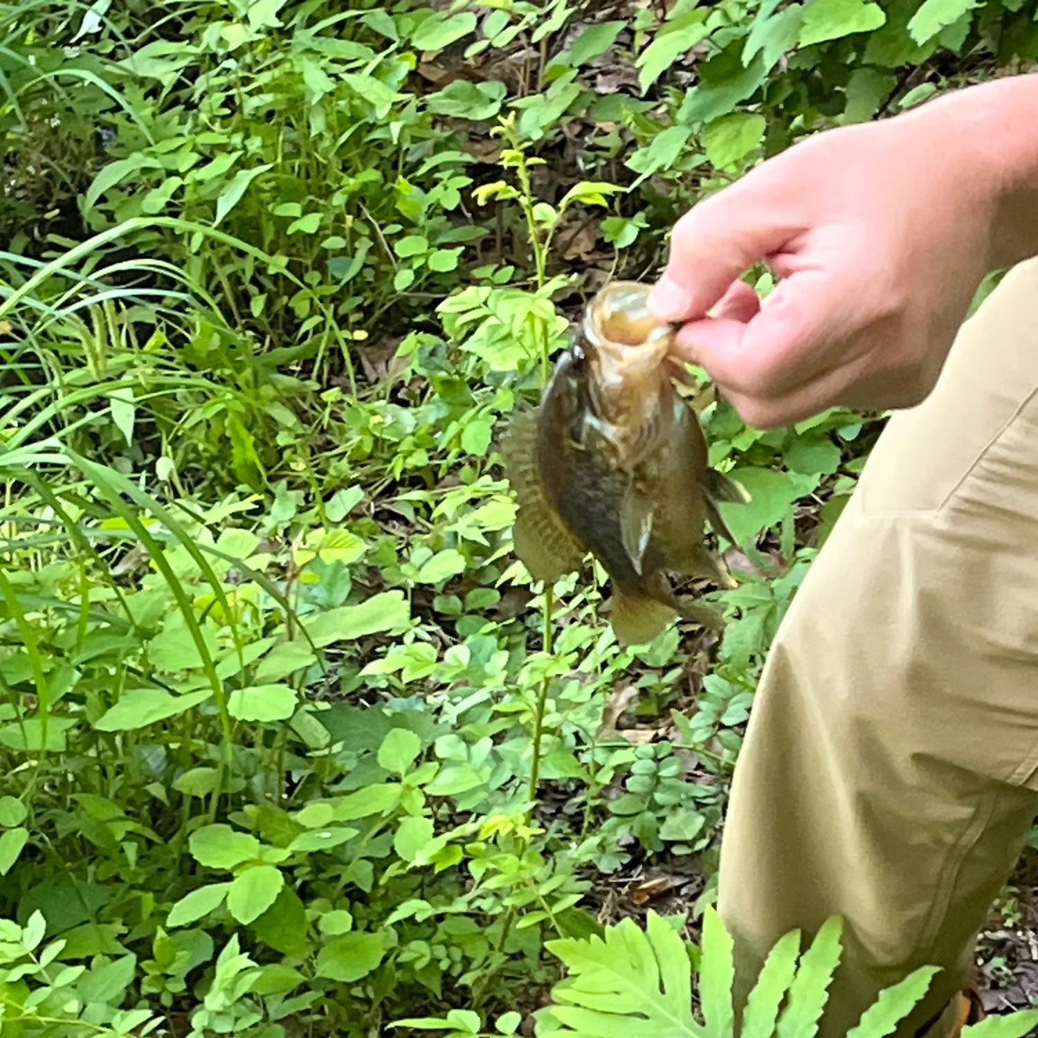 catch