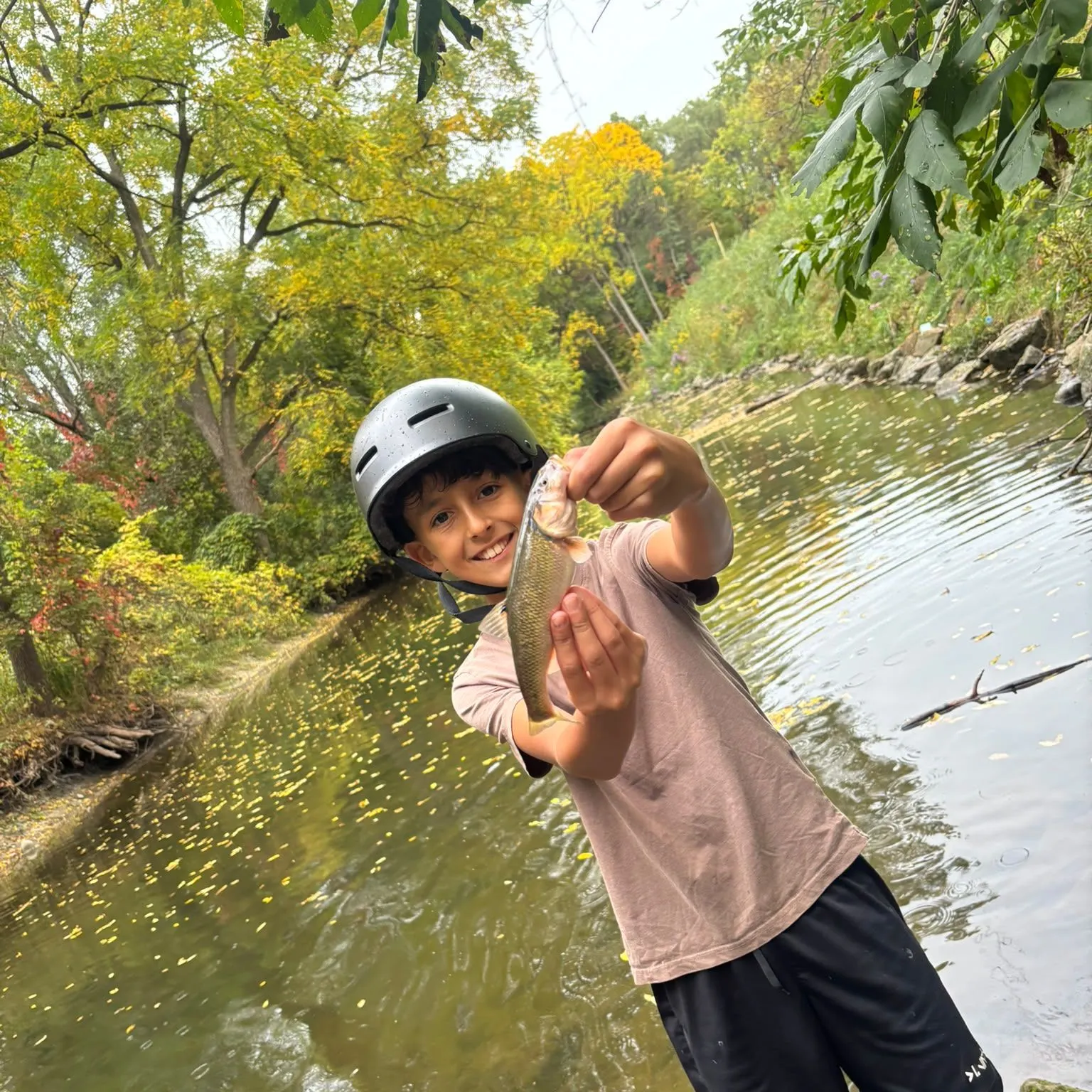 Creek chub caught on Fishbrain