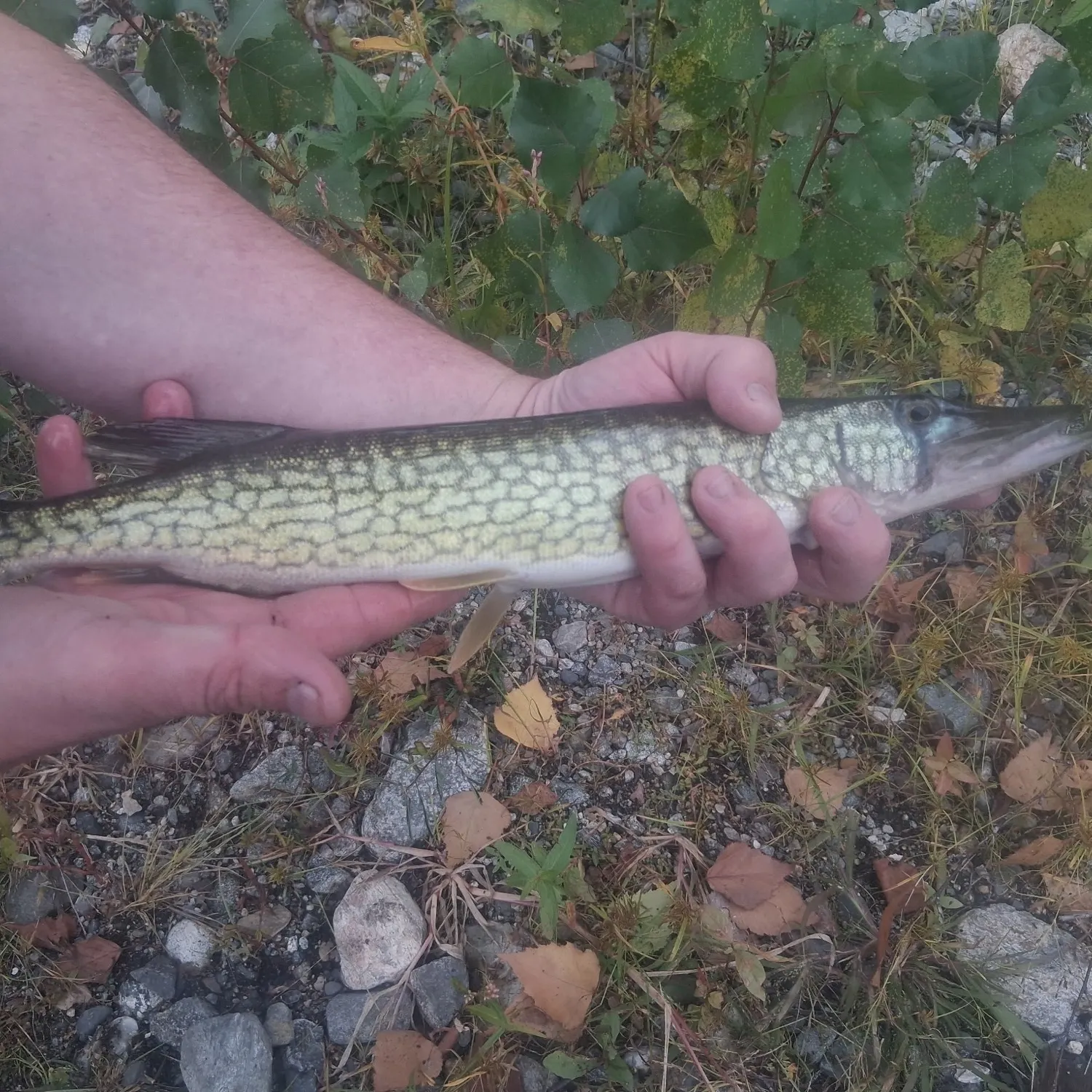 Chain pickerel caught on Fishbrain