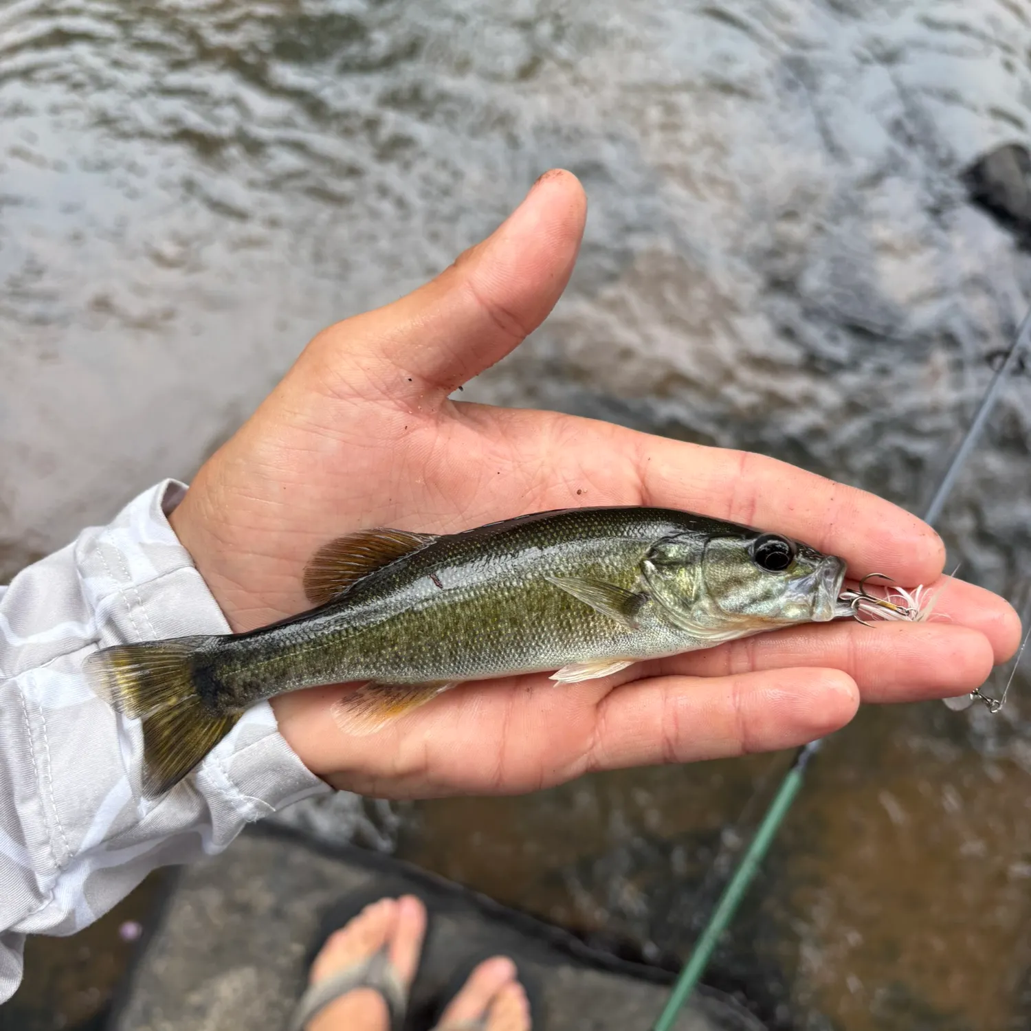 Shoal bass caught on Fishbrain