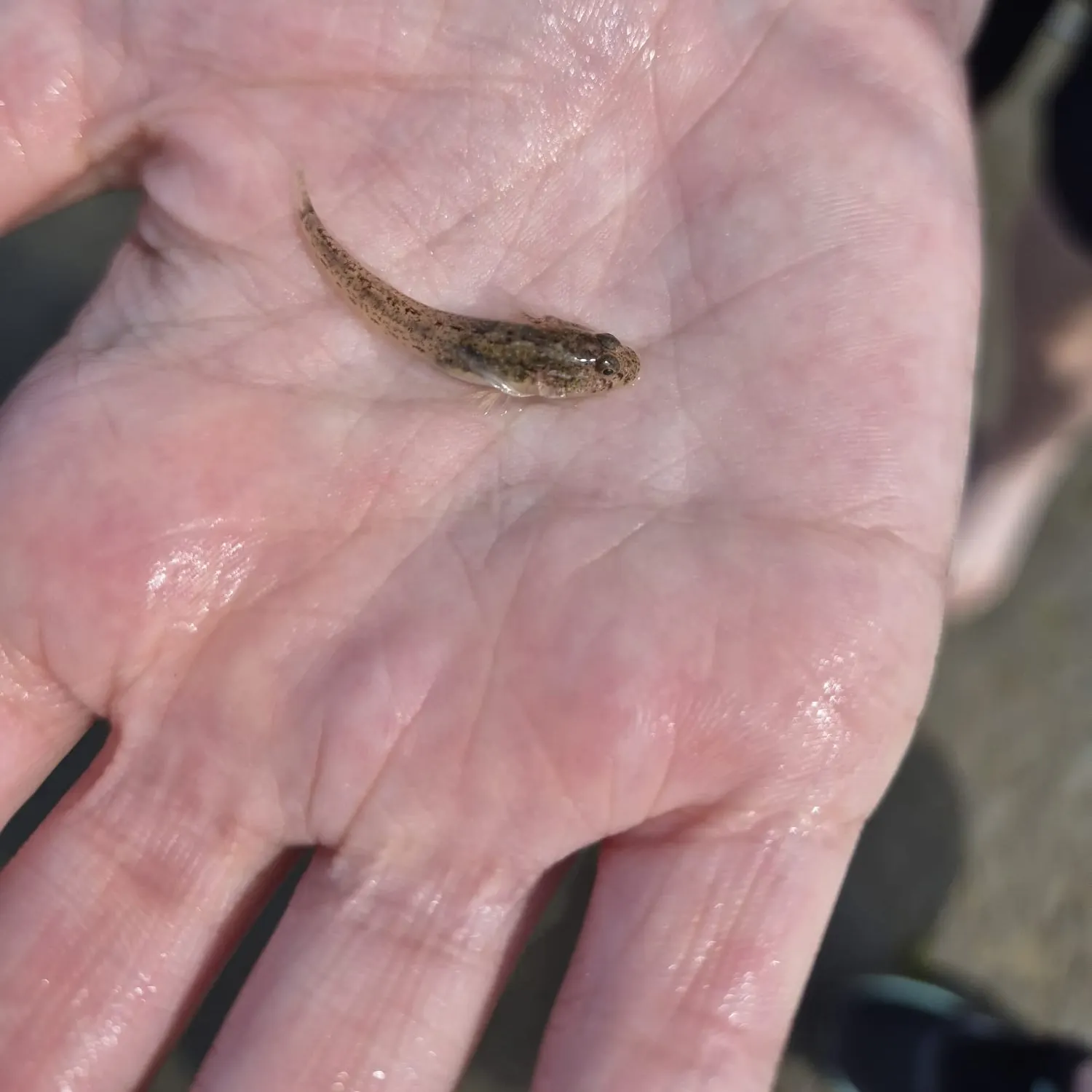 The most recent Common goby catches on Fishbrain