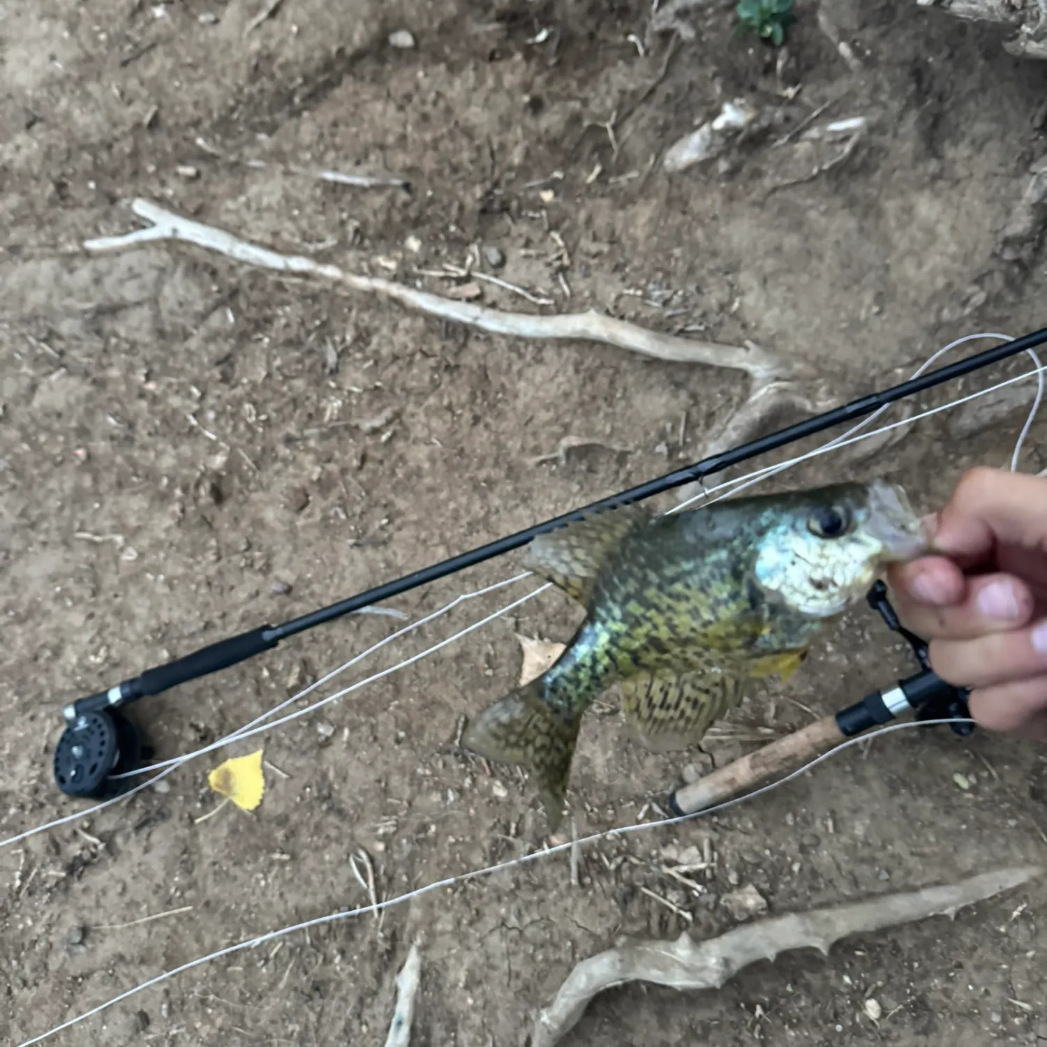 Black crappie caught on Fishbrain