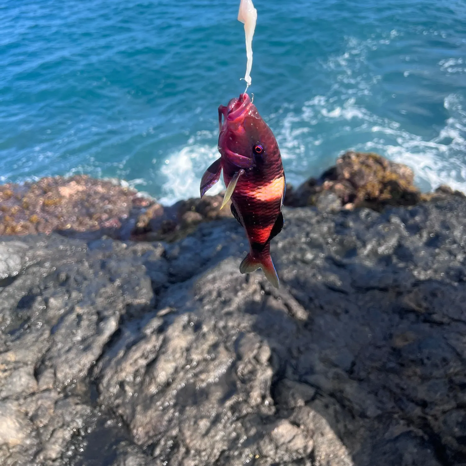 The most recent Island goatfish catches on Fishbrain