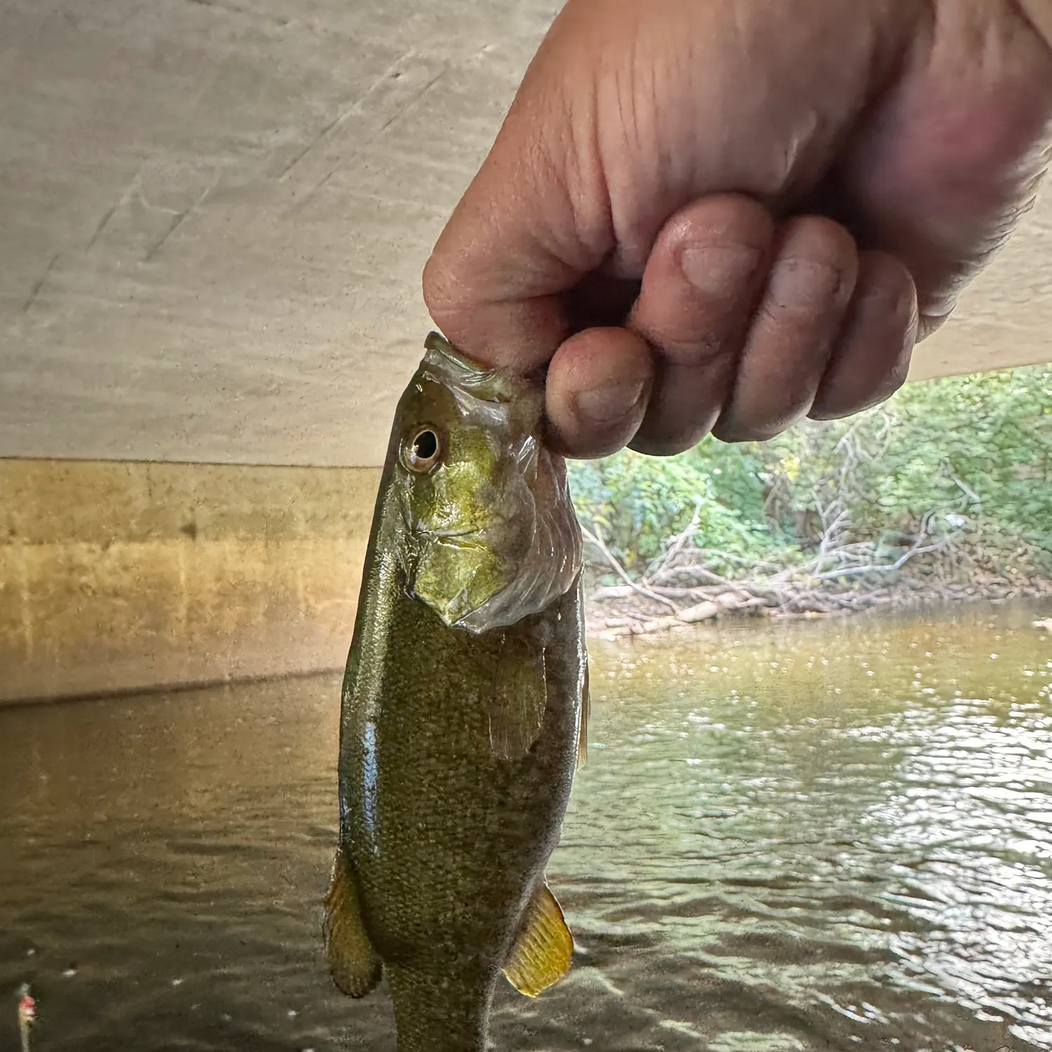 Smallmouth bass caught on Fishbrain