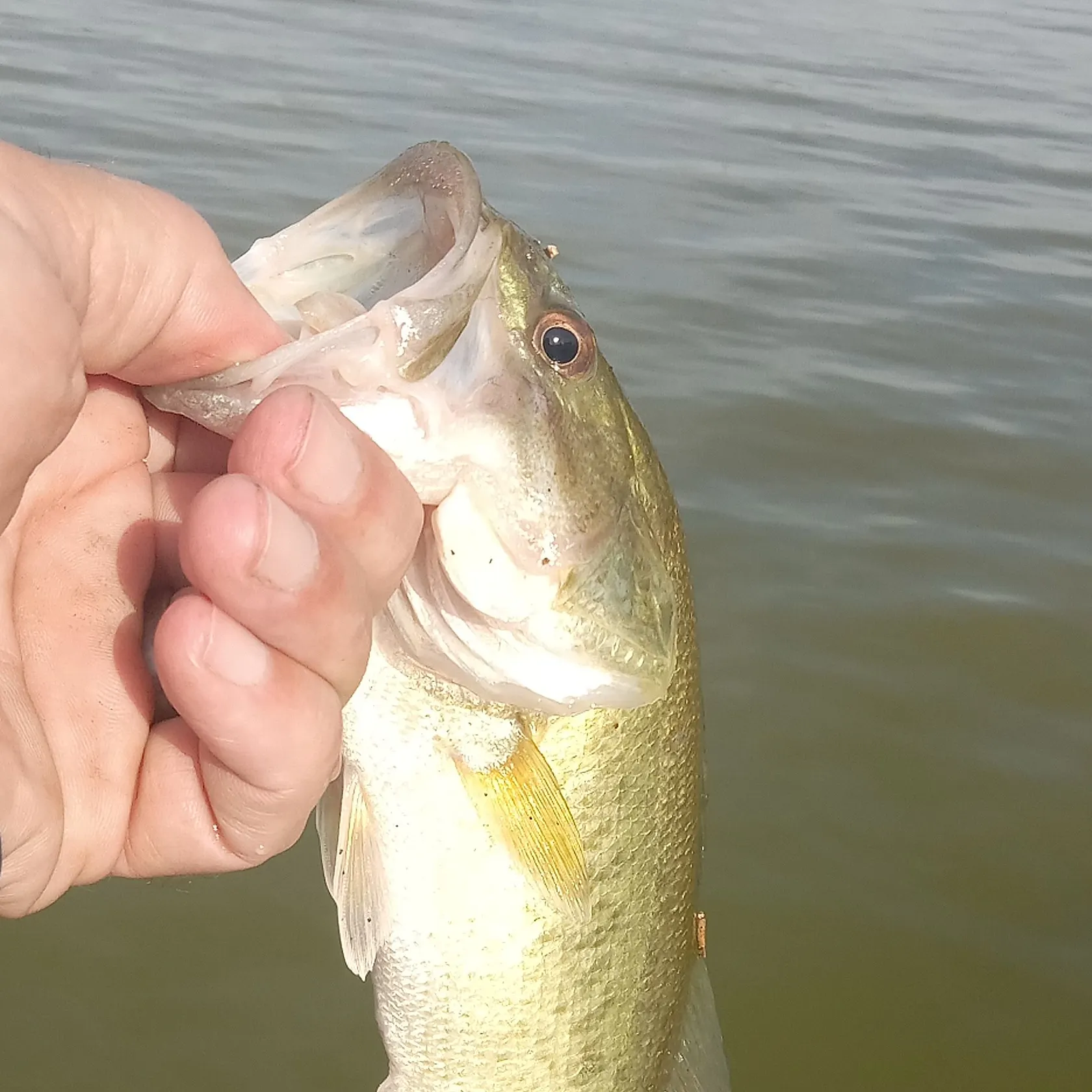Spotted bass caught on Fishbrain