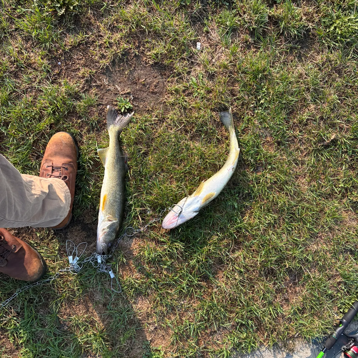 Walleye caught on Fishbrain