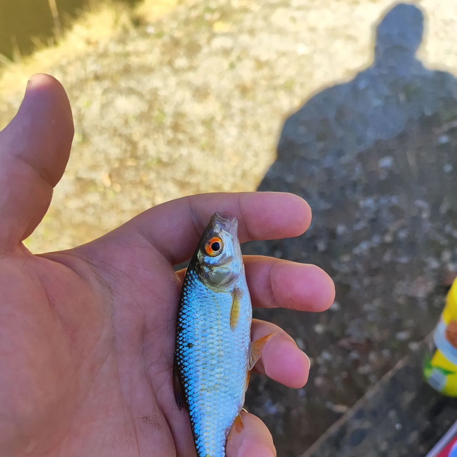 The most recent Common roach catches on Fishbrain