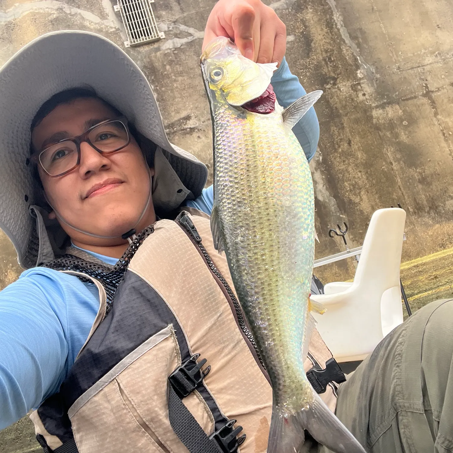 The most recent Hickory shad catches on Fishbrain