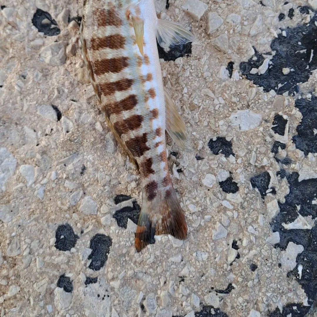 The most recent Brown comber catches on Fishbrain
