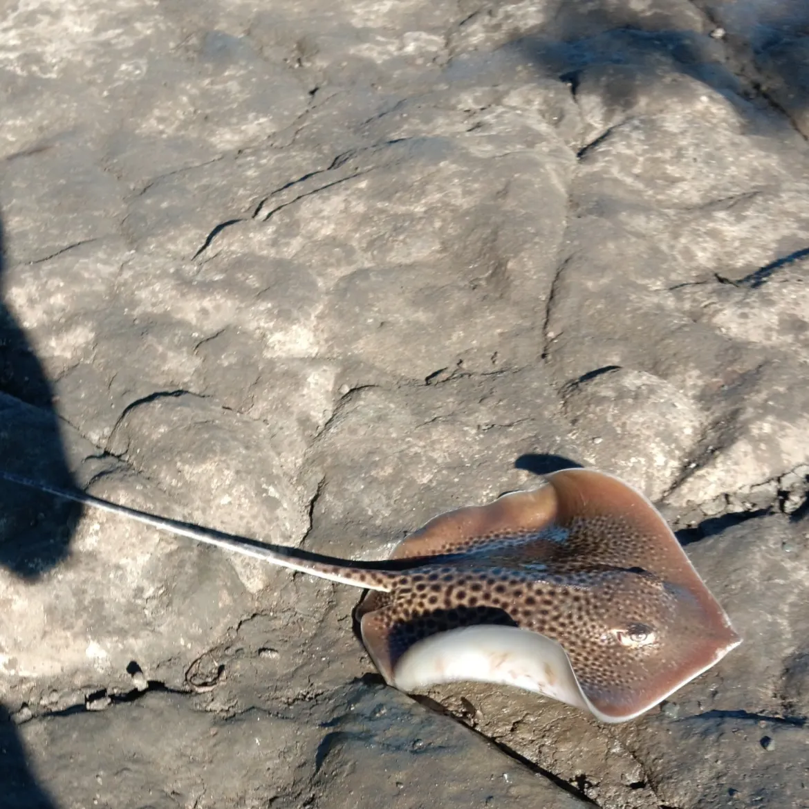 The most recent Common stingray catches on Fishbrain