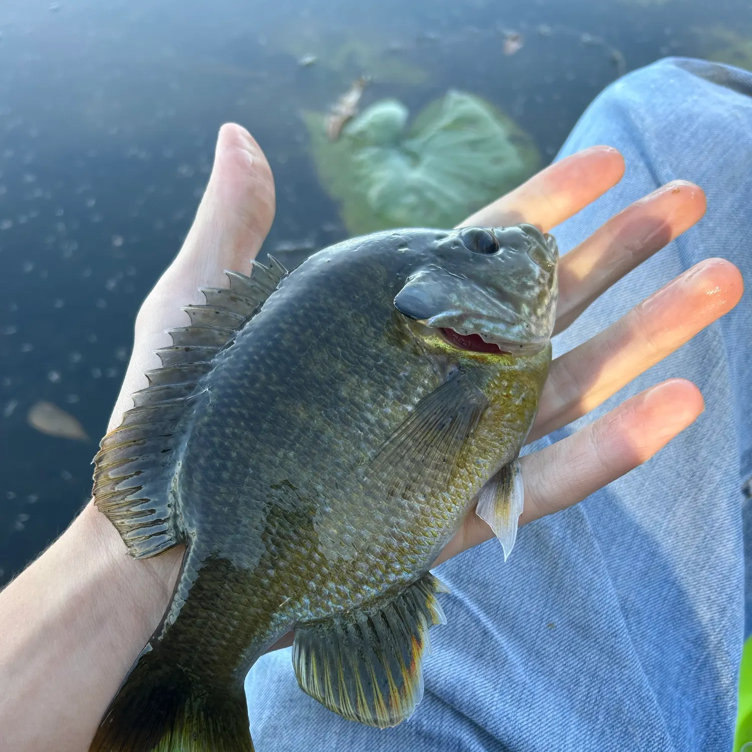 Greengill hybrid caught on Fishbrain