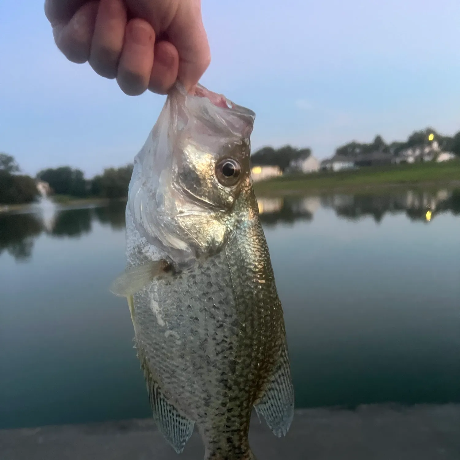 Black crappie caught on Fishbrain