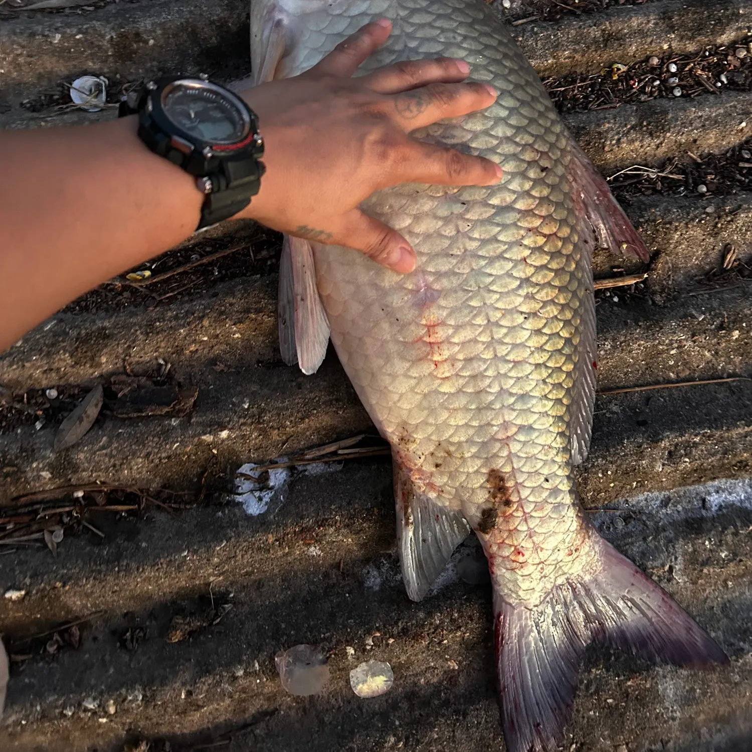 recently logged catches