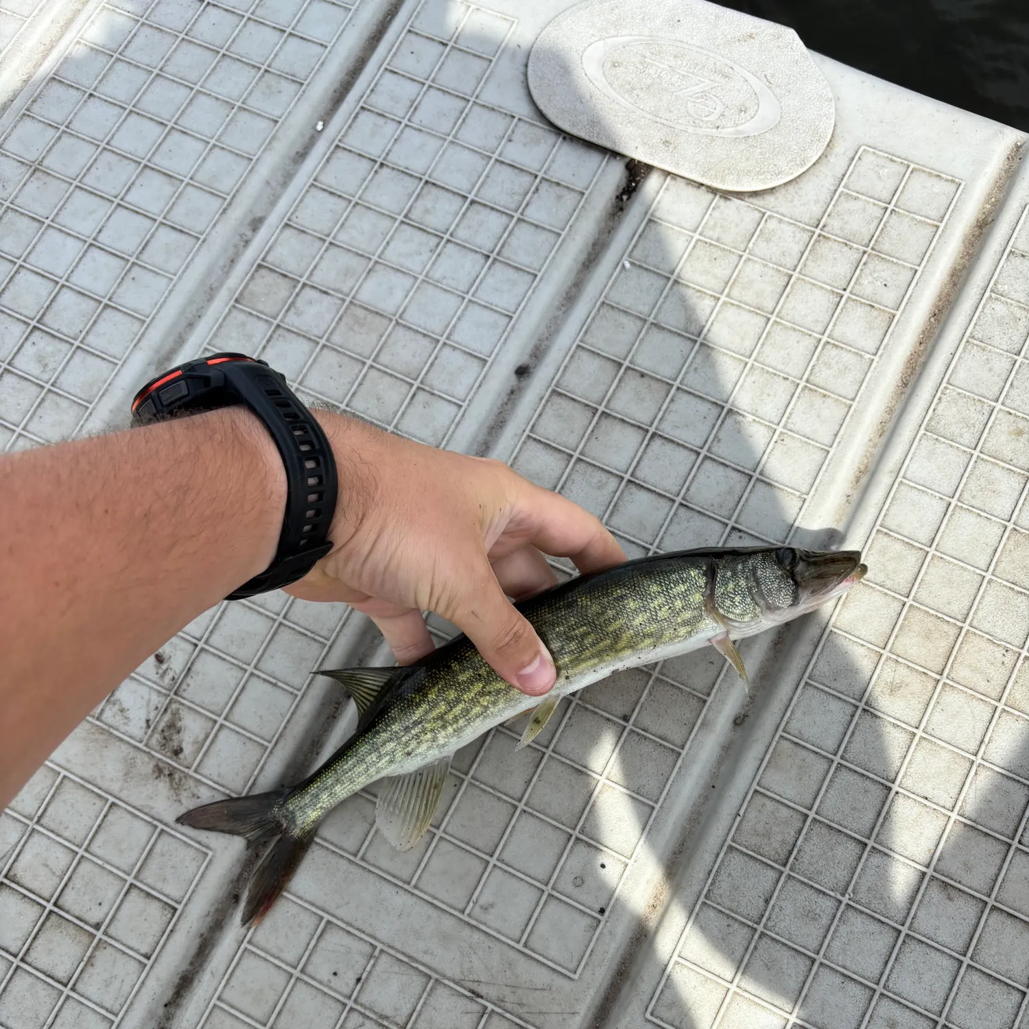 Chain pickerel caught on Fishbrain