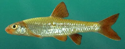 Orangefin shiner