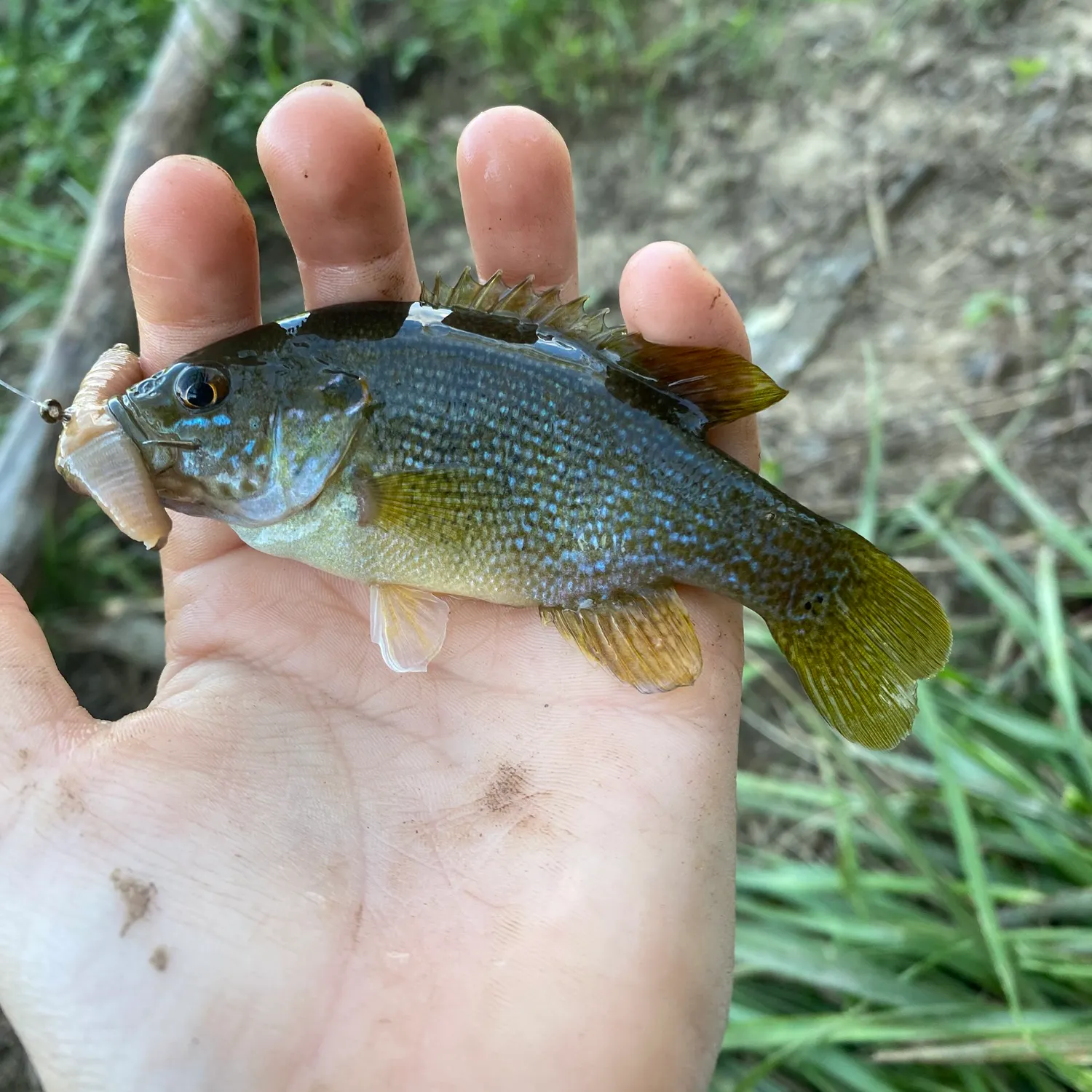 Green sunfish caught on Fishbrain