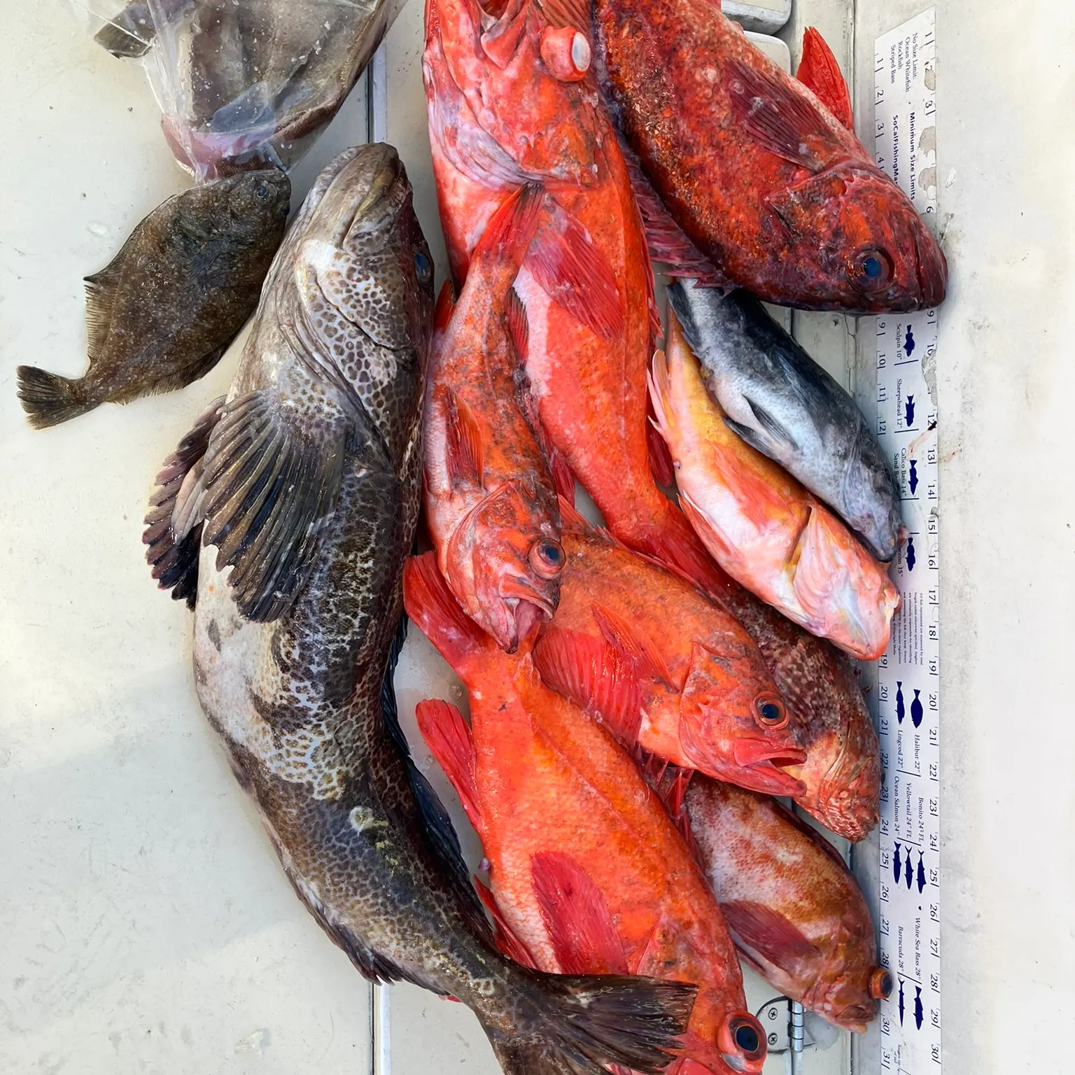 recently logged catches