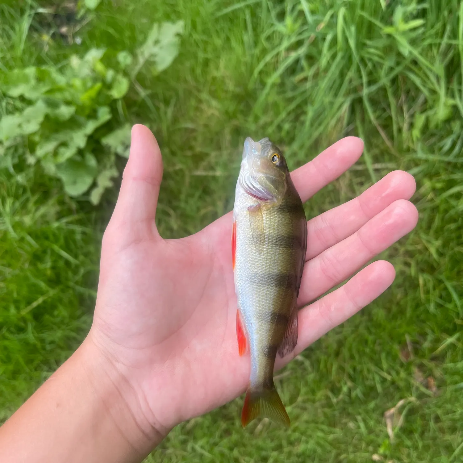Fish caught on Fishbrain