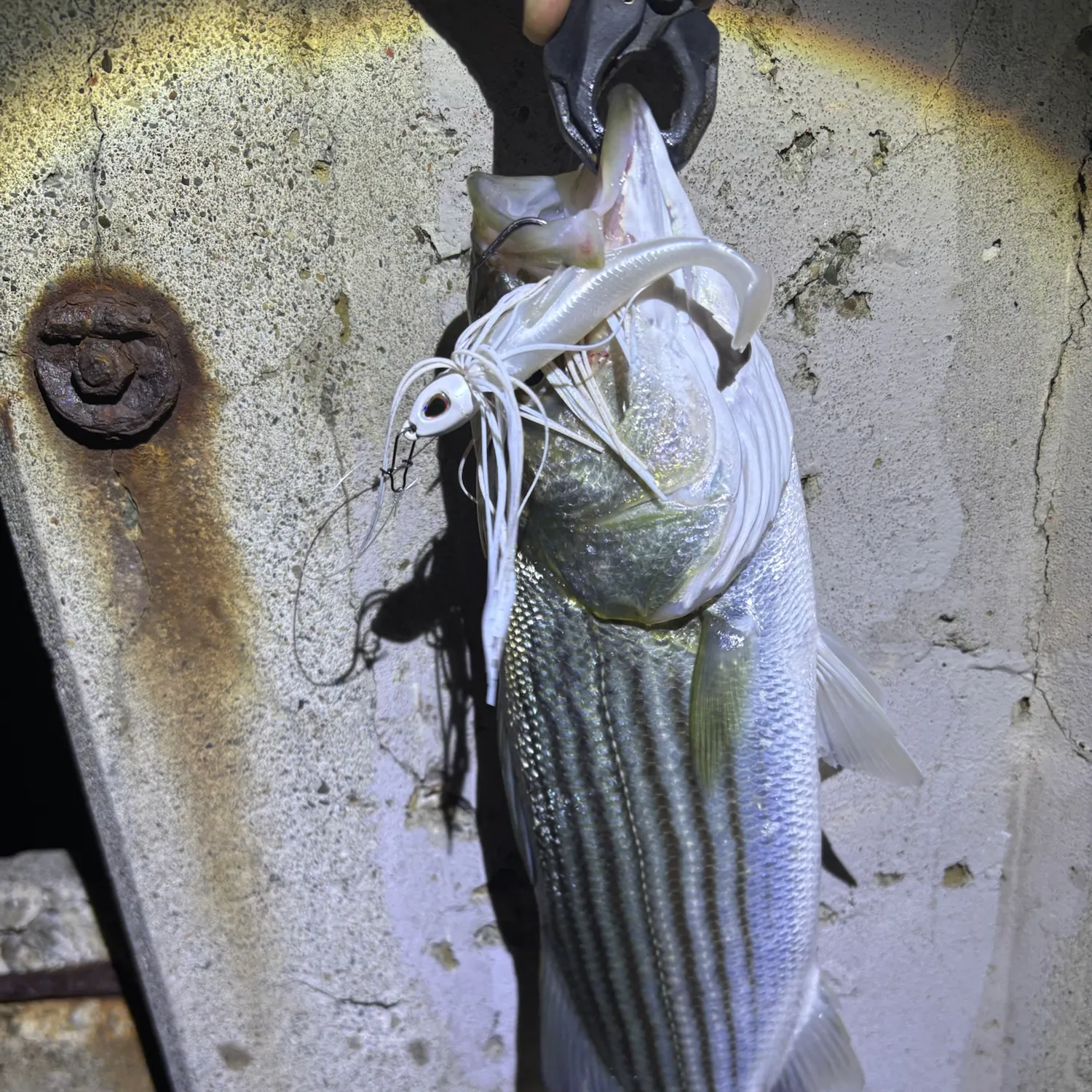 Striped bass caught on Fishbrain