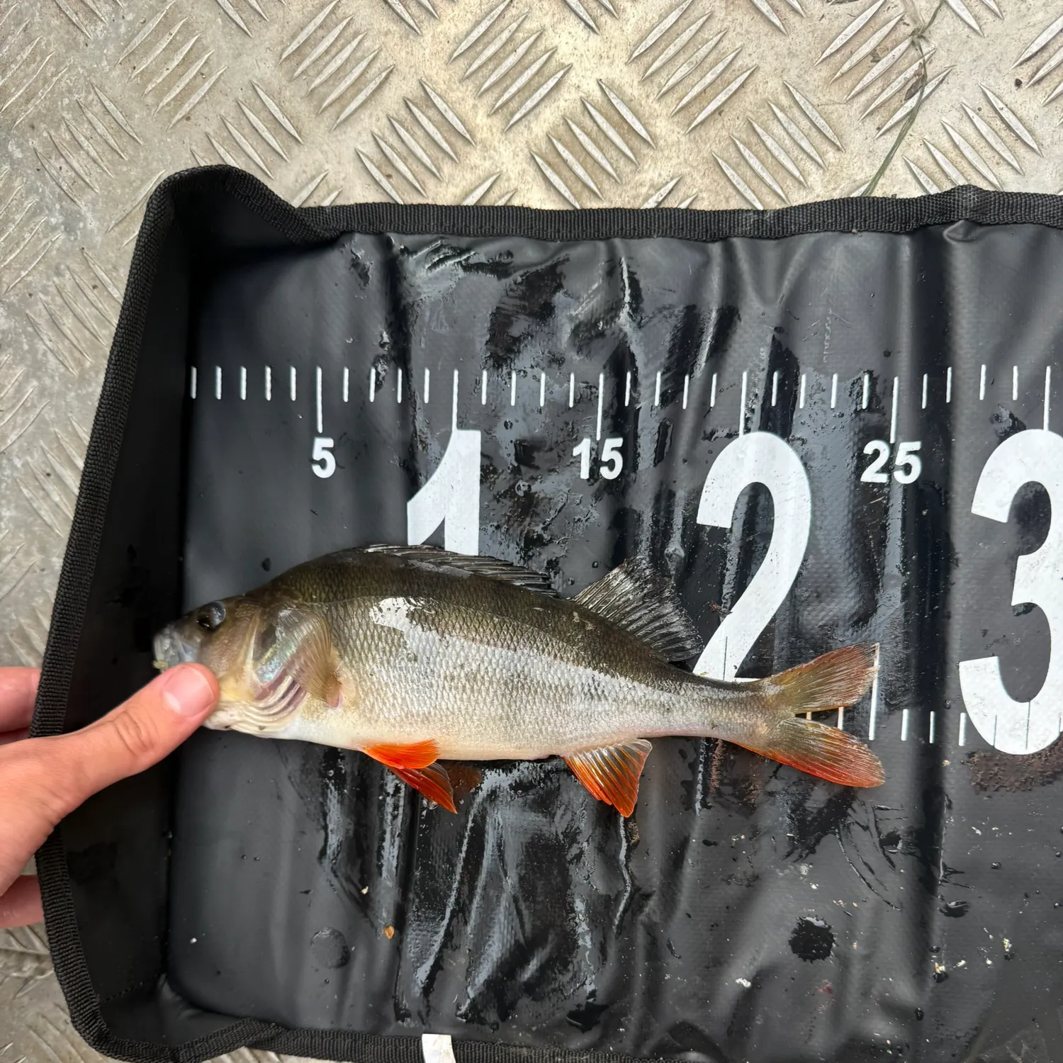 European perch caught on Fishbrain