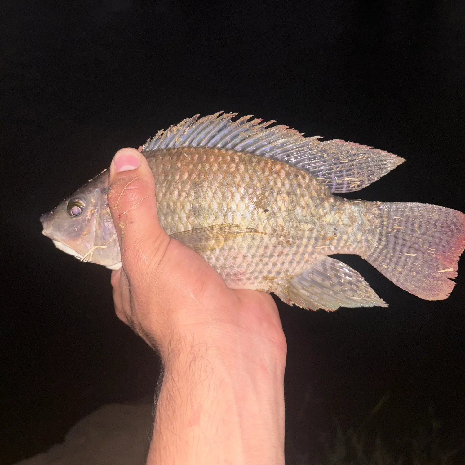 Nile tilapia caught on Fishbrain